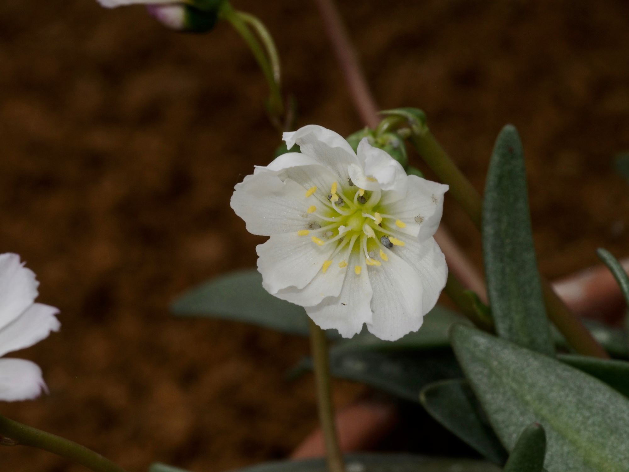 Image of Lewisia oppositifolia