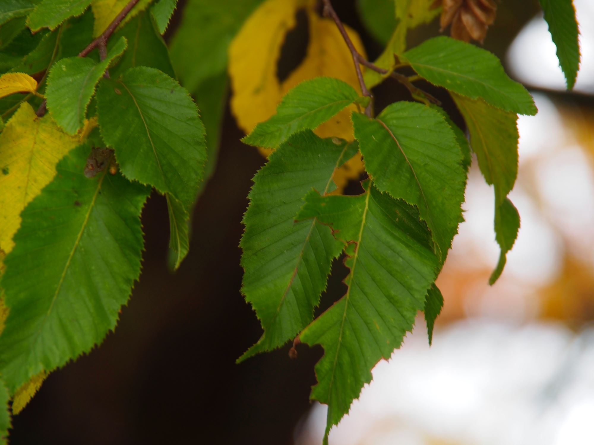 Image of Ostrya carpinifolia