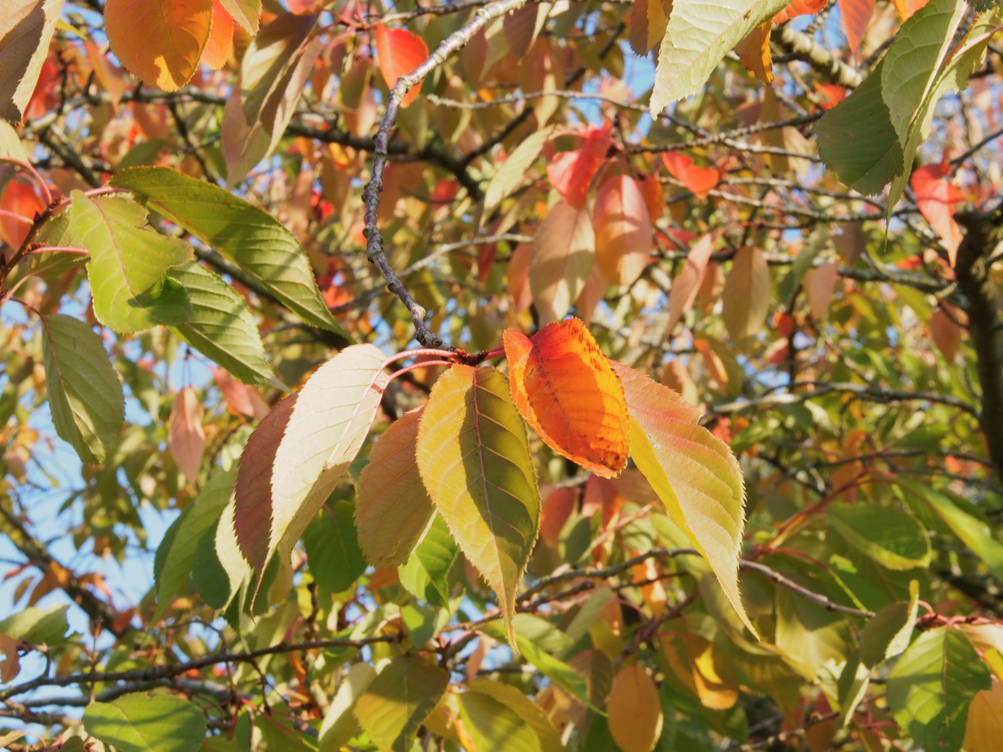 Image of Prunus 'Shirofugen'