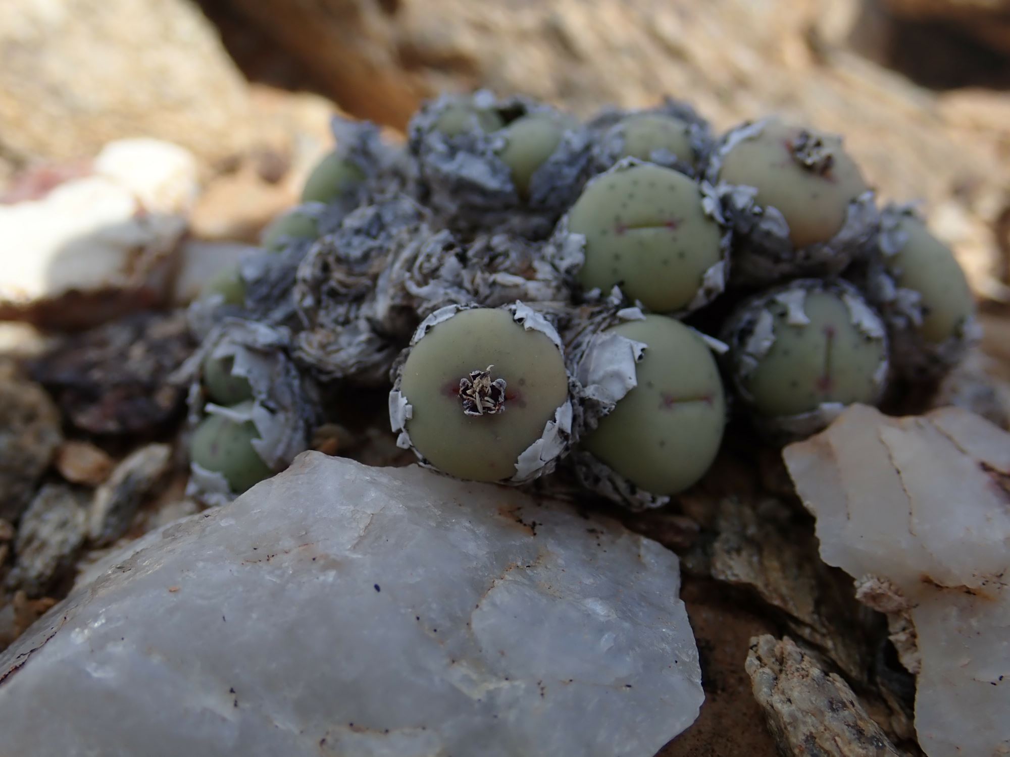Image of Conophytum stevens-jonesianum
