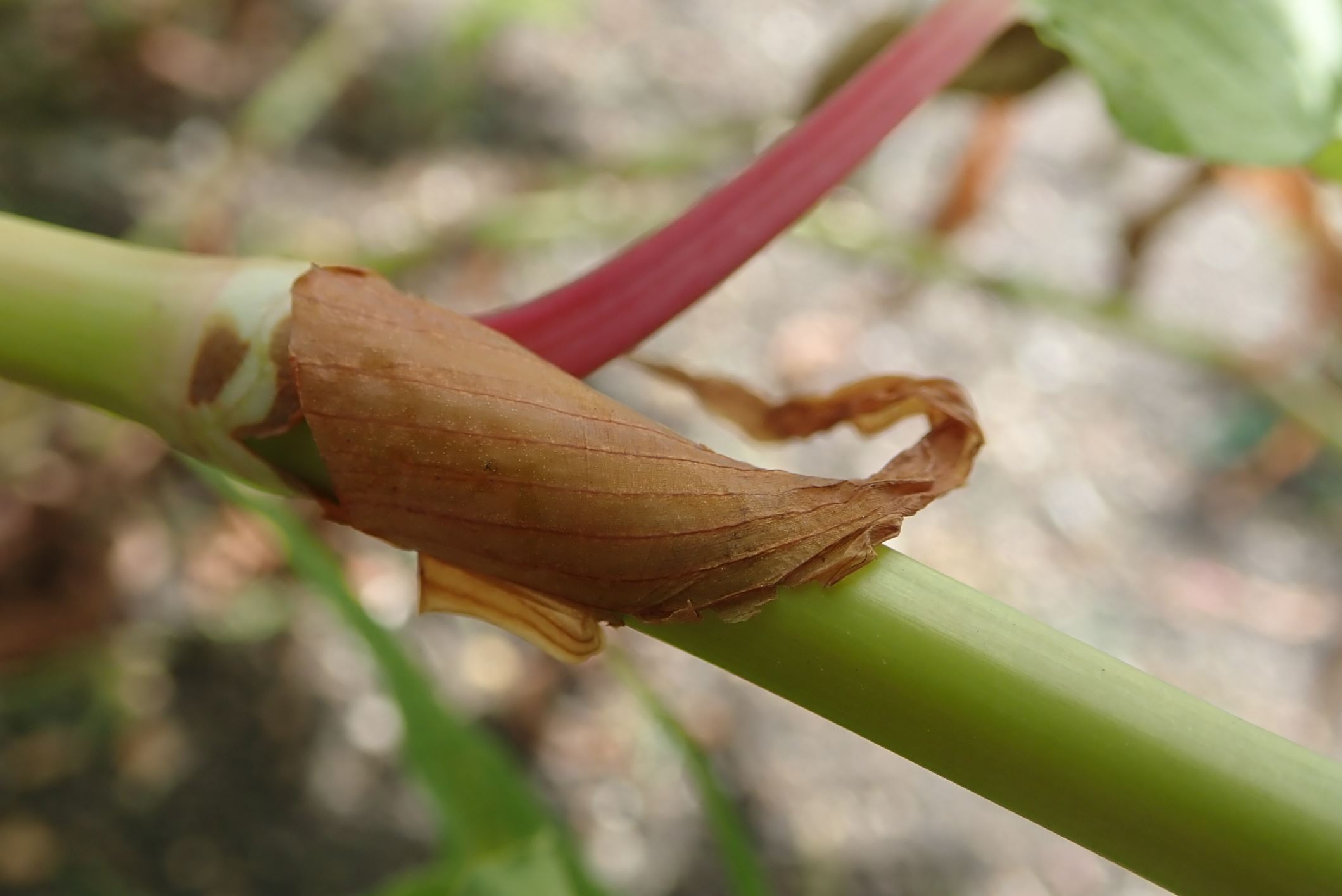 Image of Persicaria polystachya
