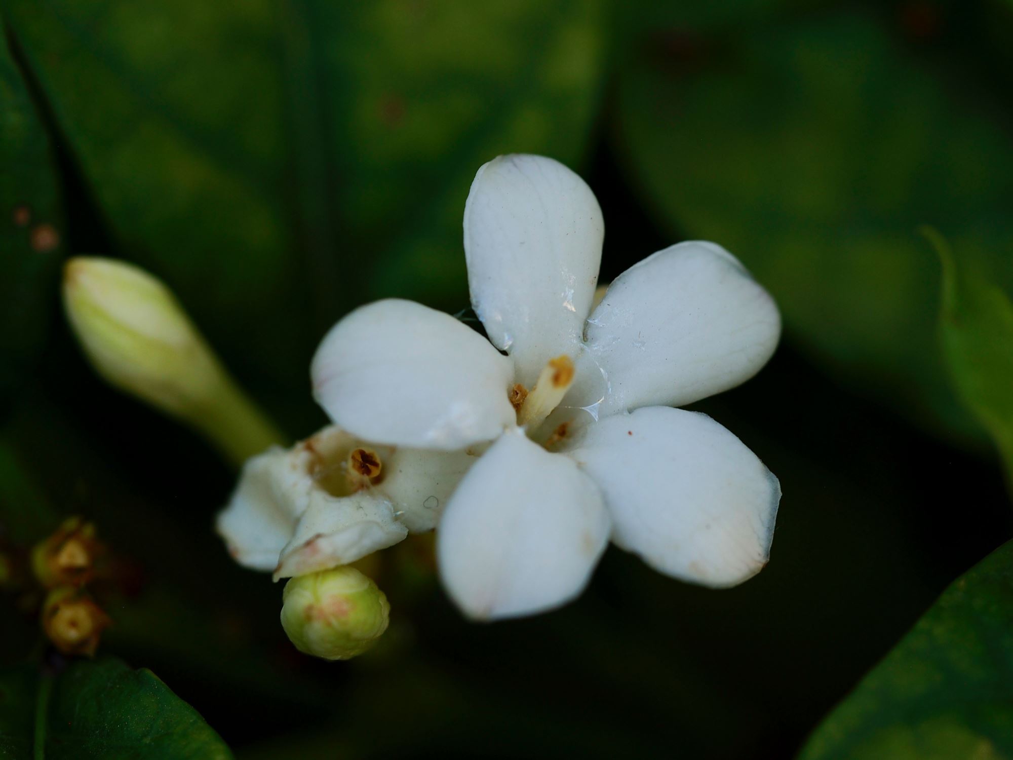 Image of Mitriostigma axillare