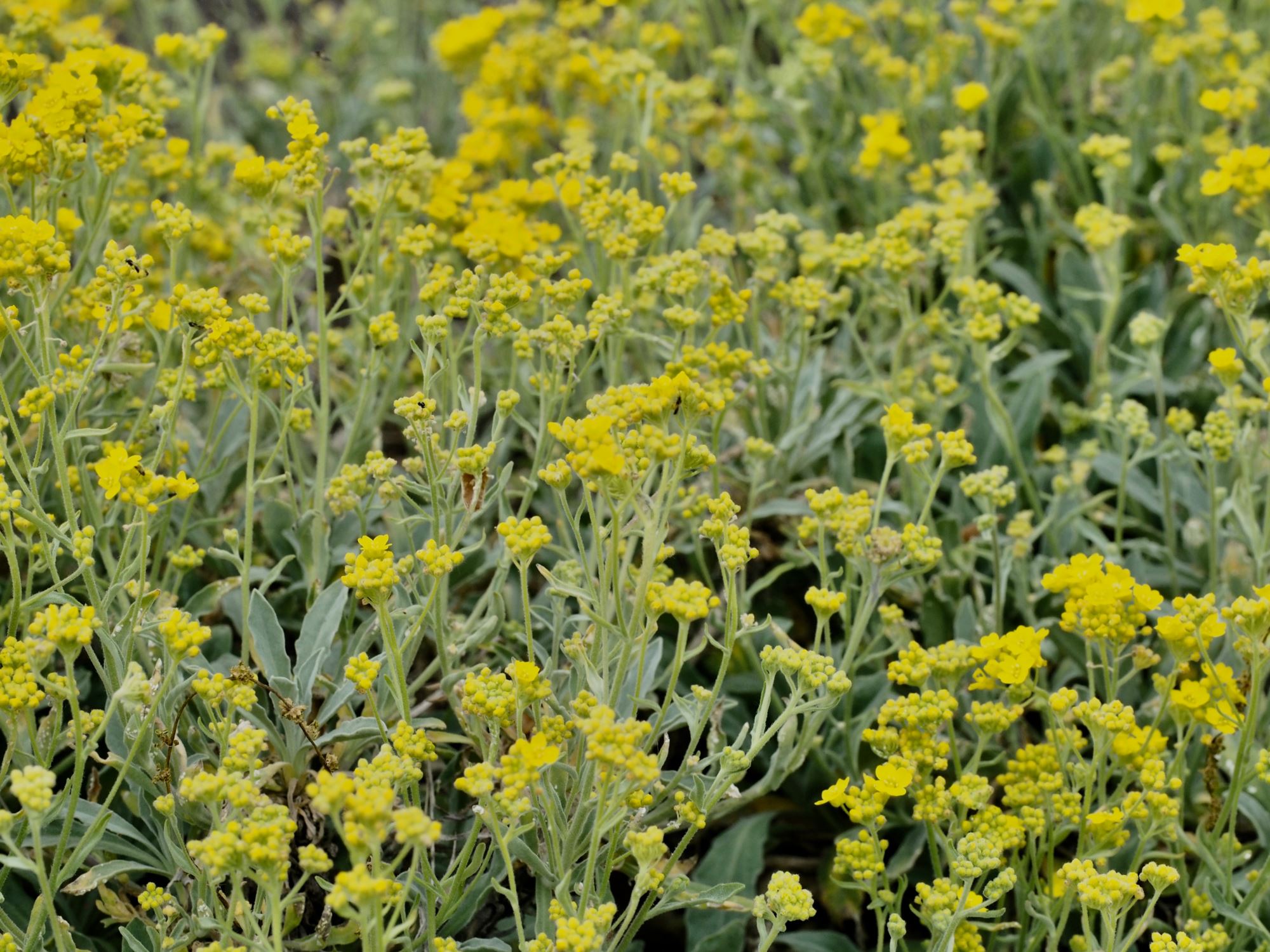 Image of Aurinia saxatilis