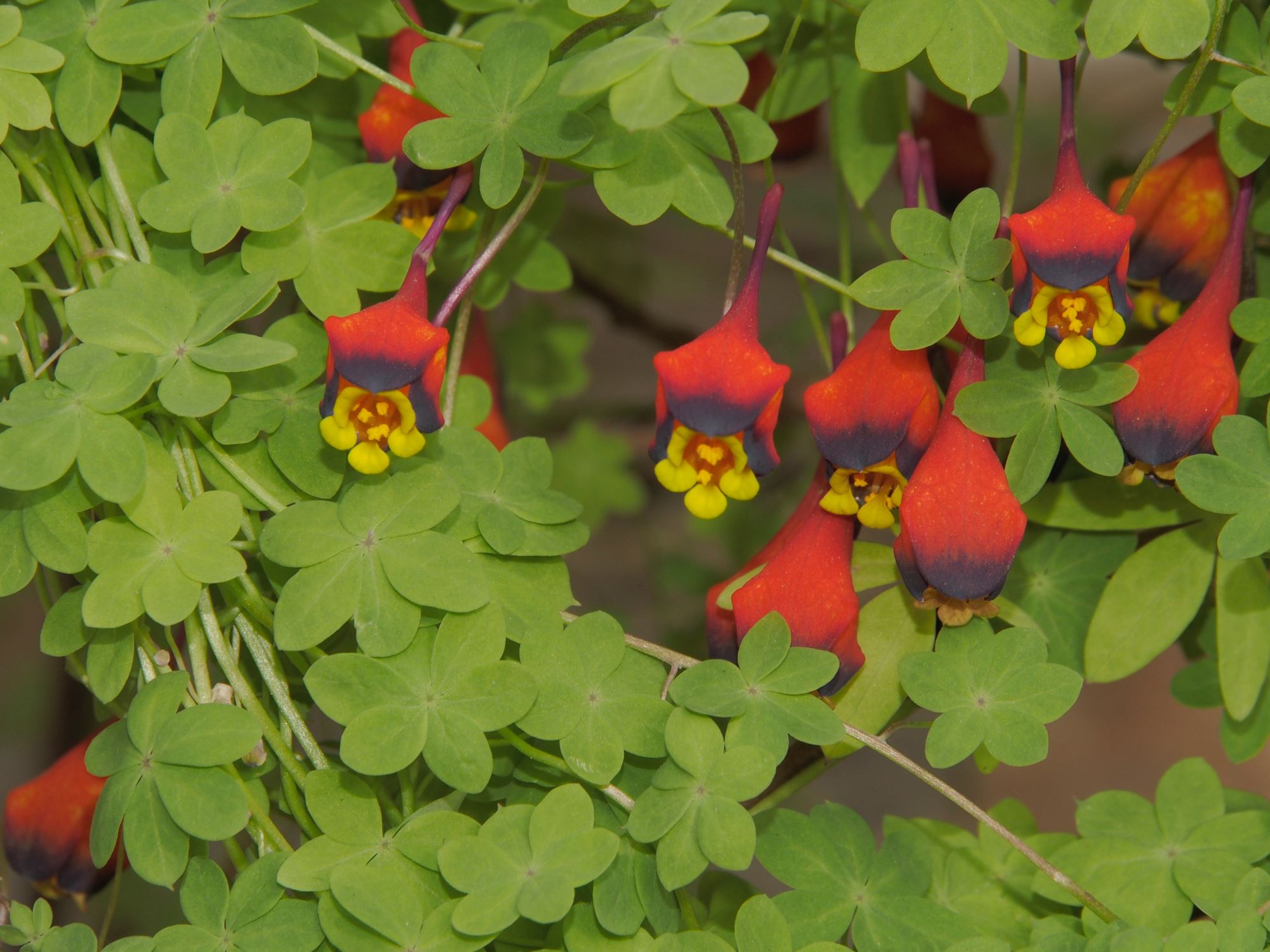 Image of Tropaeolum tricolor