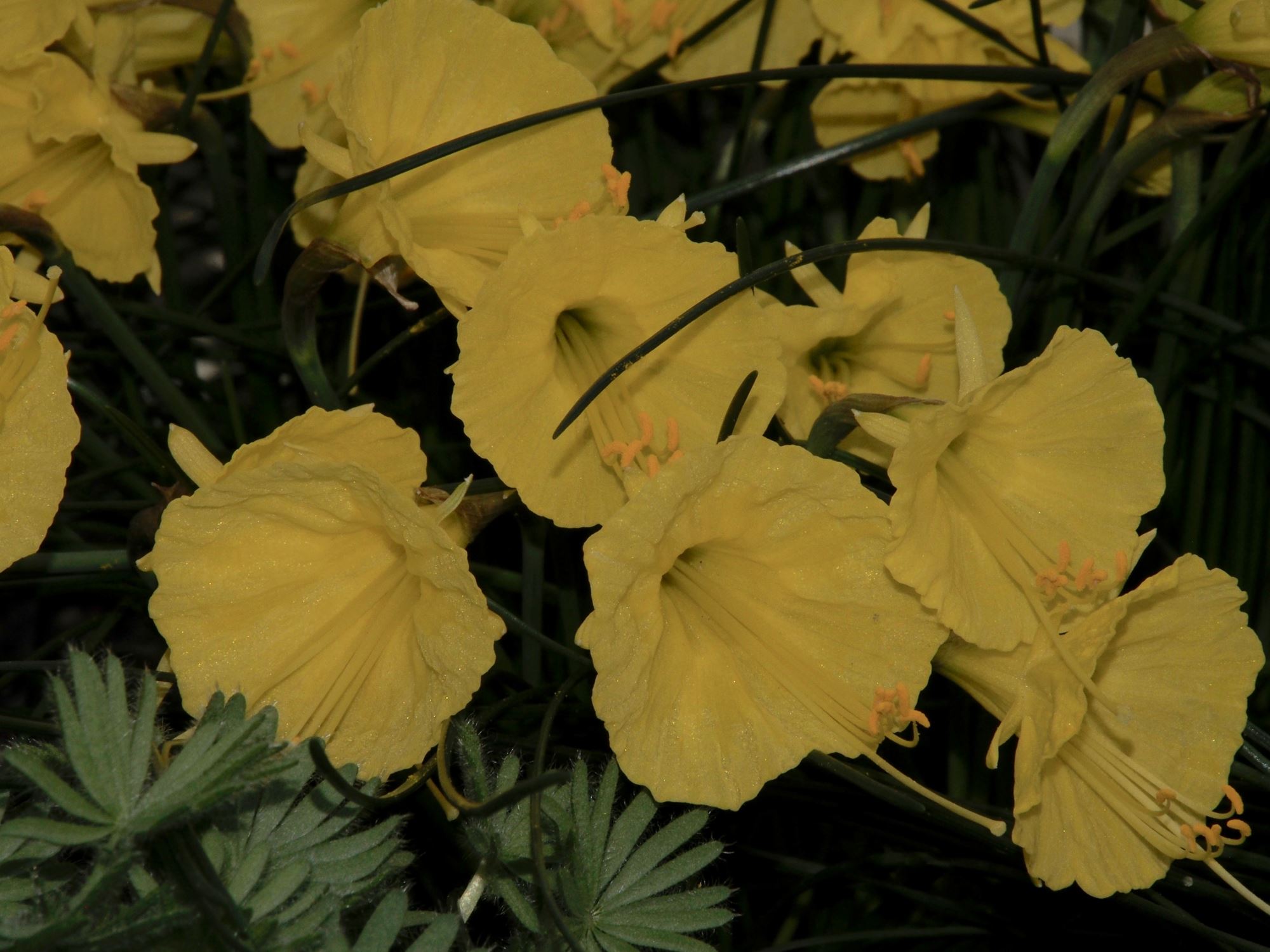 Image of Narcissus romieuxii
