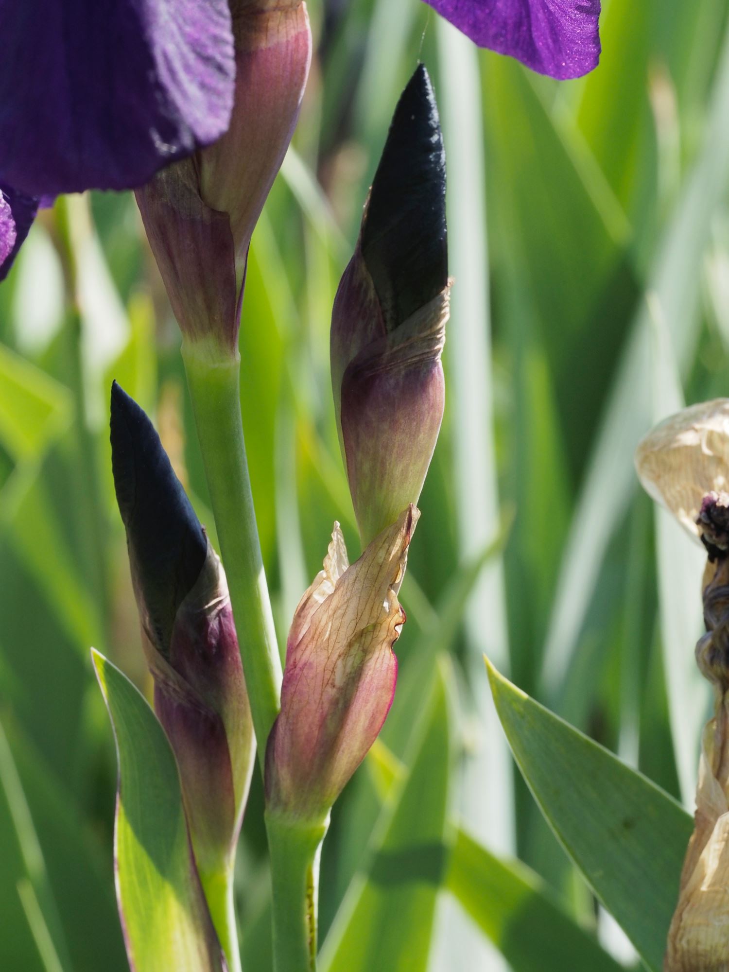 Image of Iris Ã— kochii