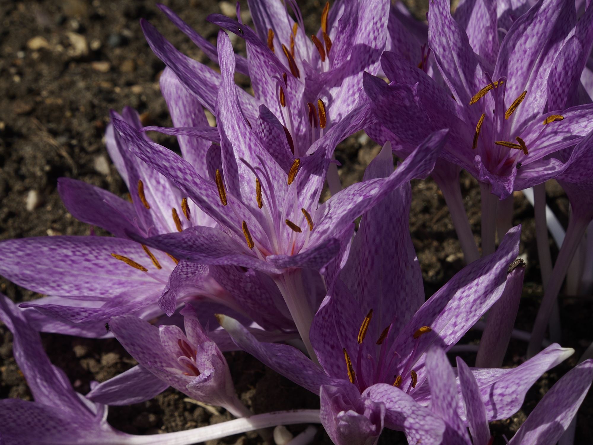 Image of Colchicum agrippinum