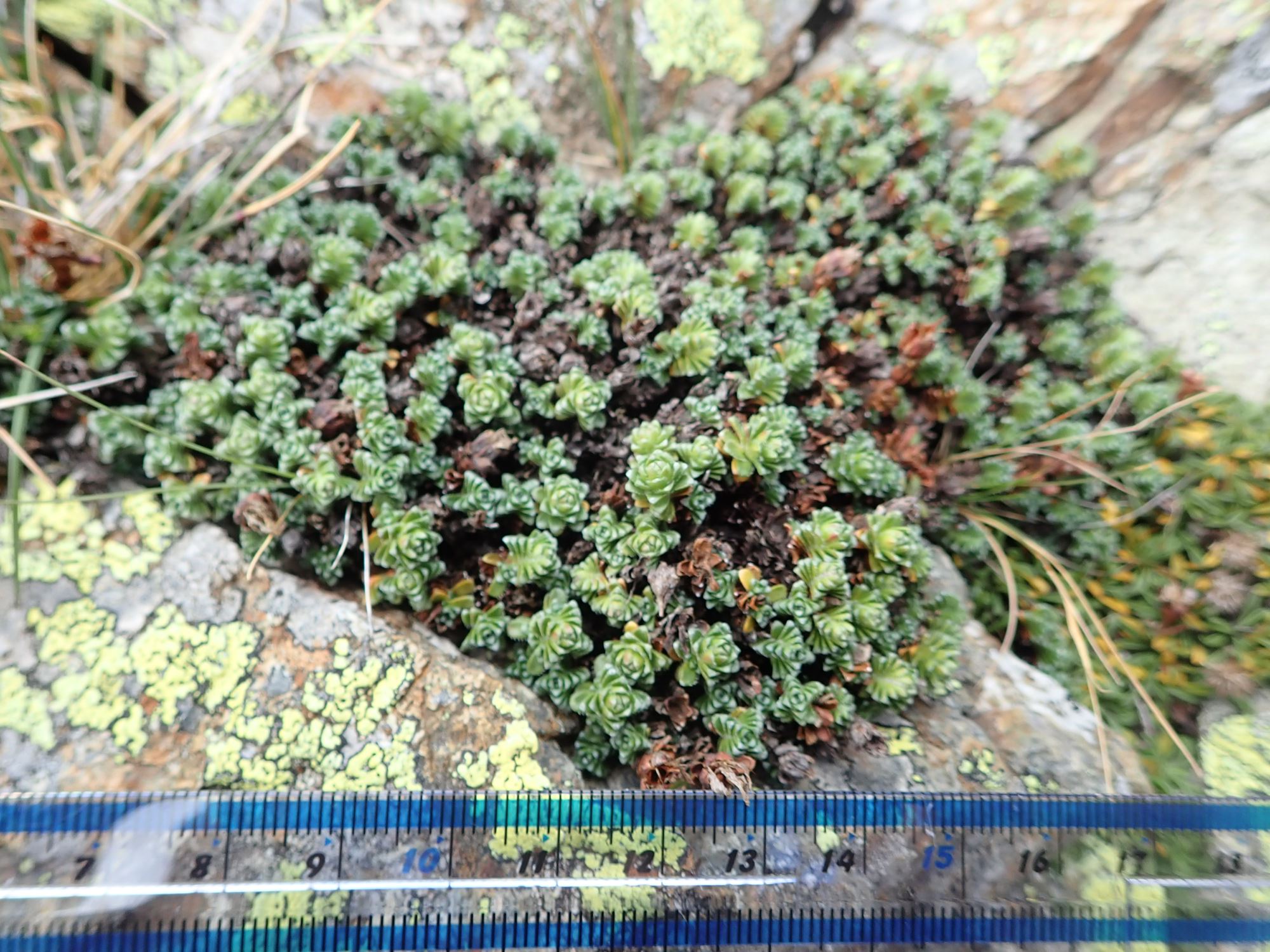 Image of Saxifraga oppositifolia