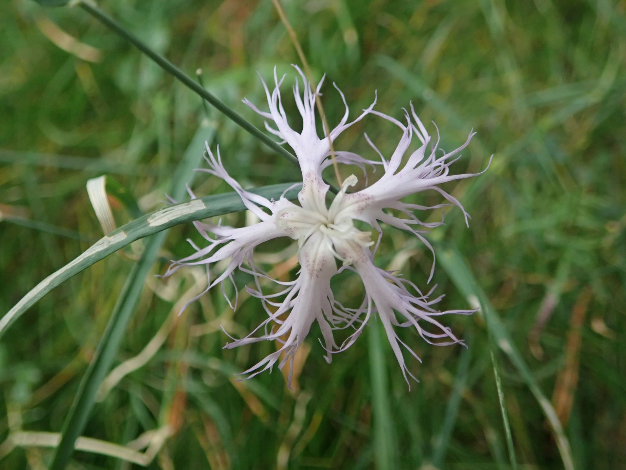 Image of Dianthus monspessulanus
