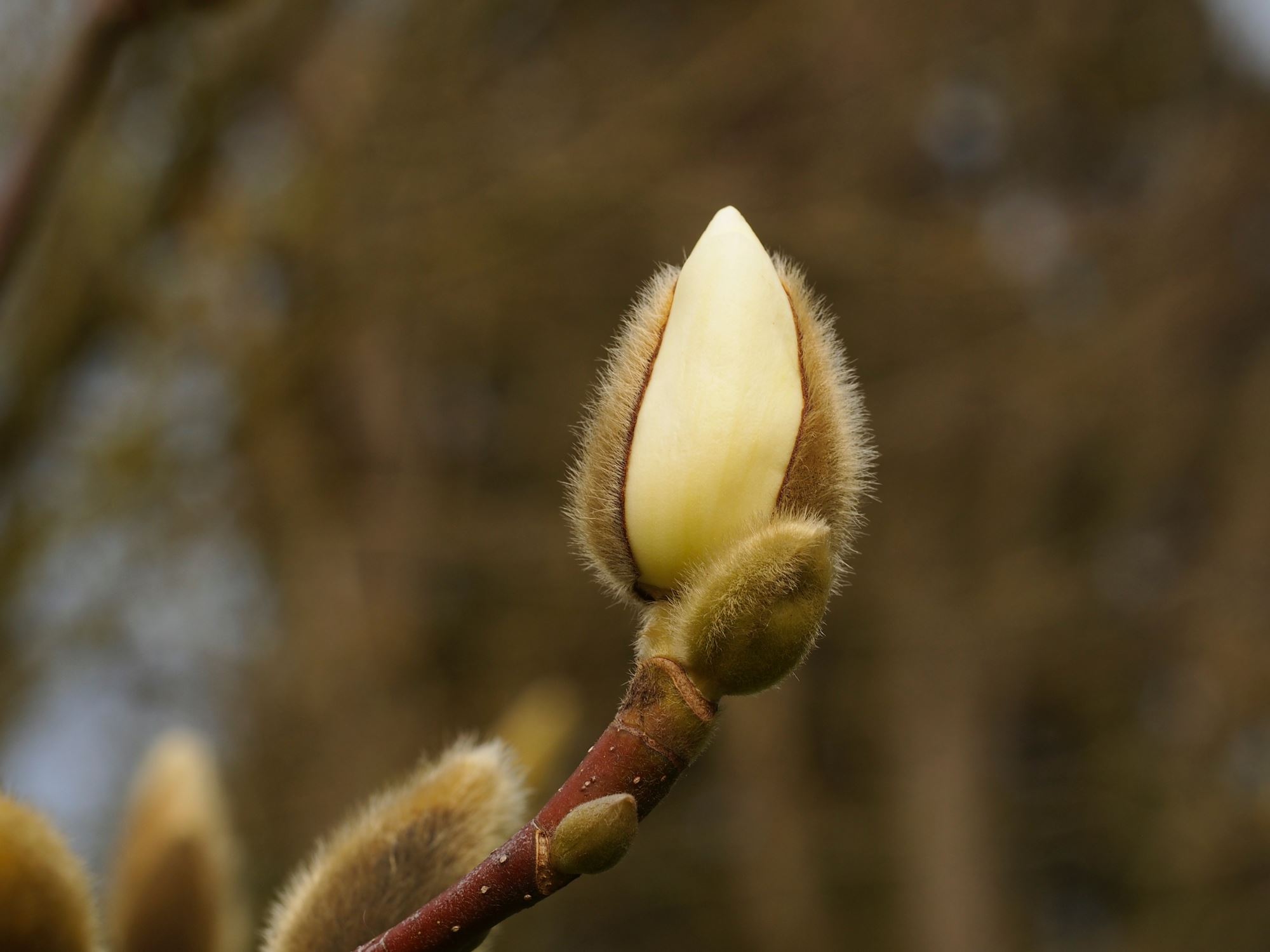 Image of Magnolia denudata