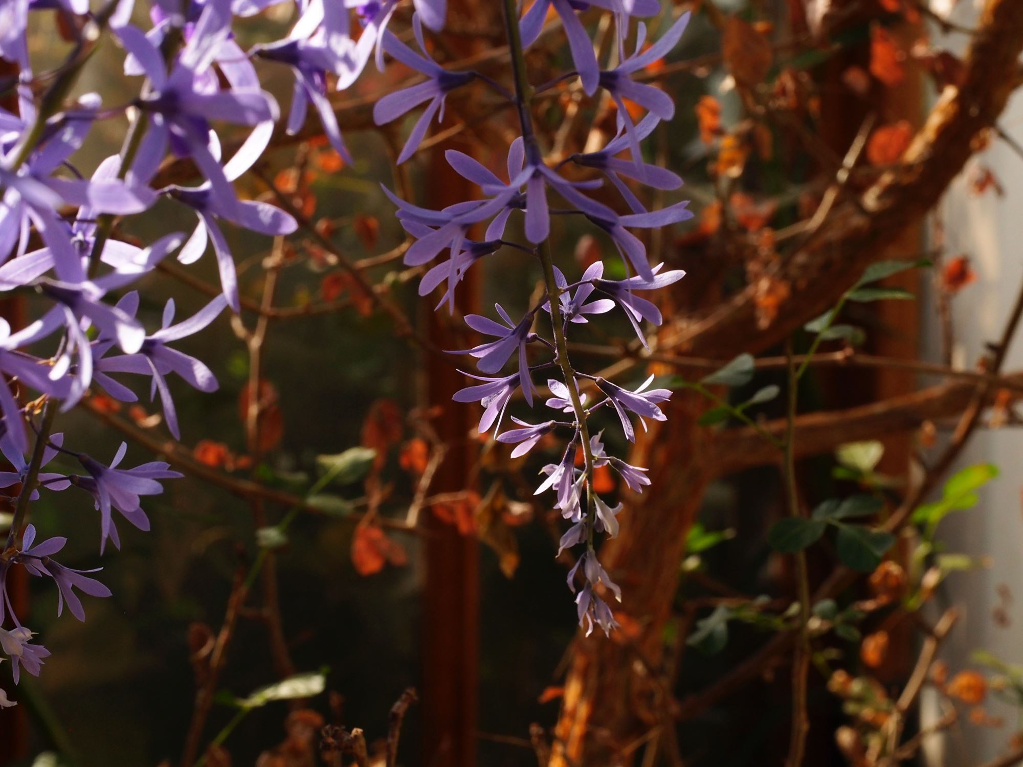 Image of Petrea volubilis