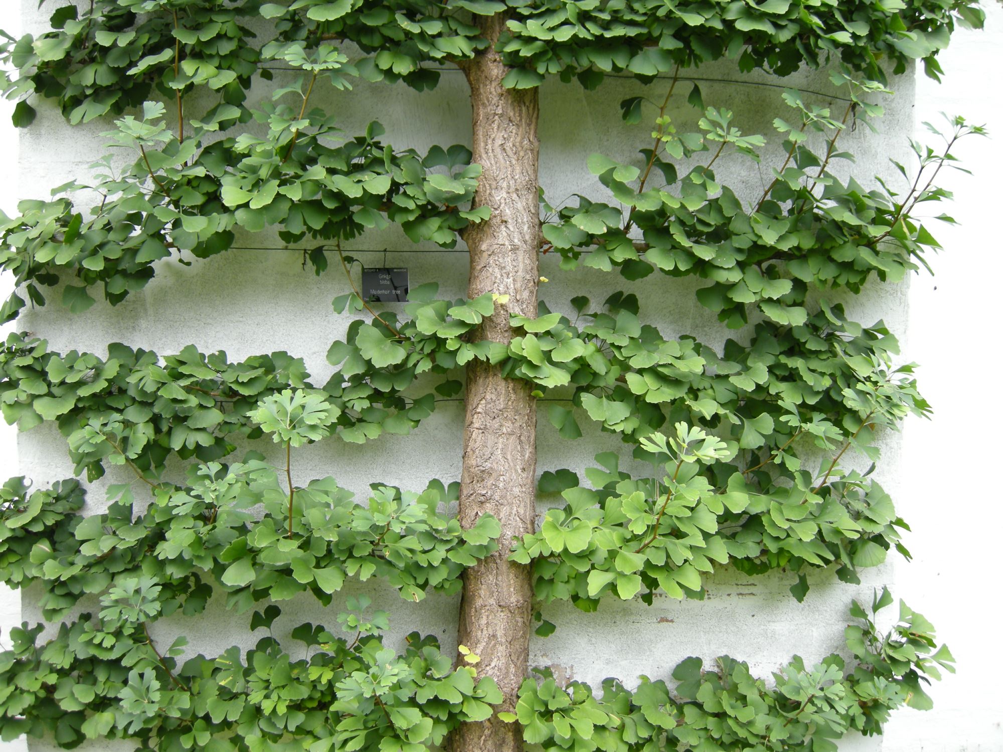 Image of Ginkgo biloba
