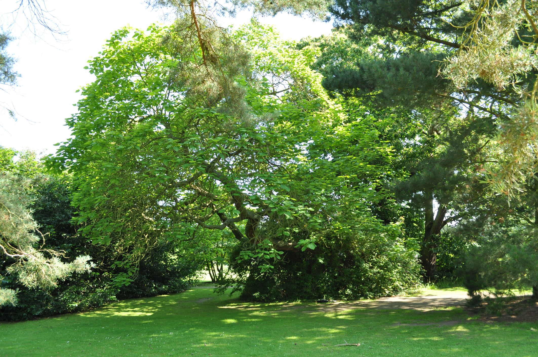 Image of Catalpa bignonioides