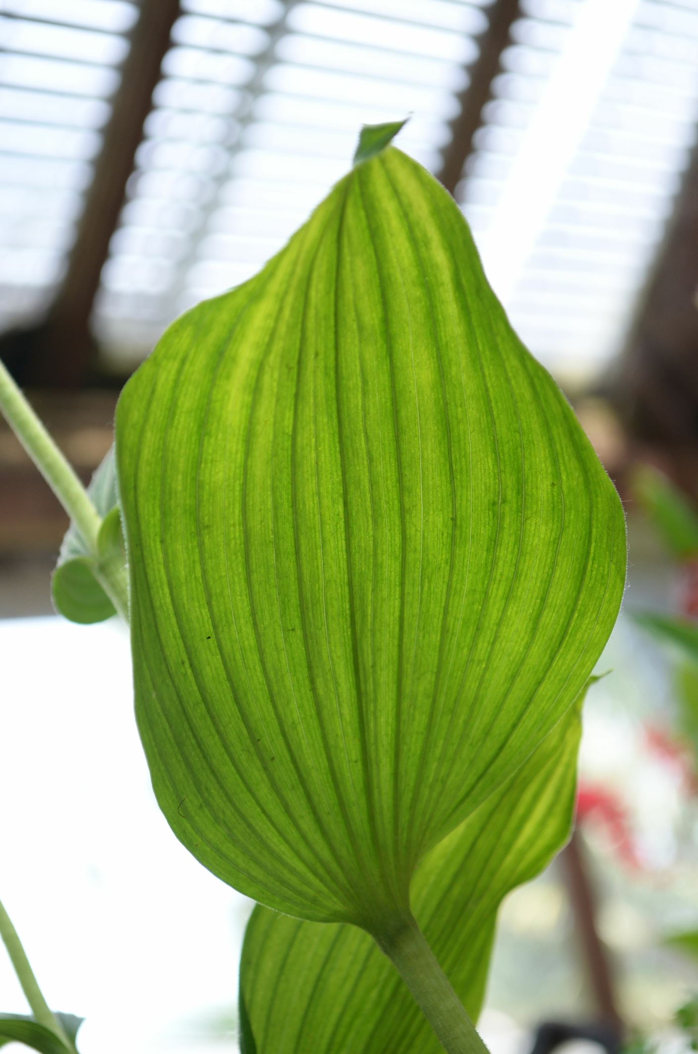 Image of Cypripedium kentuckiense