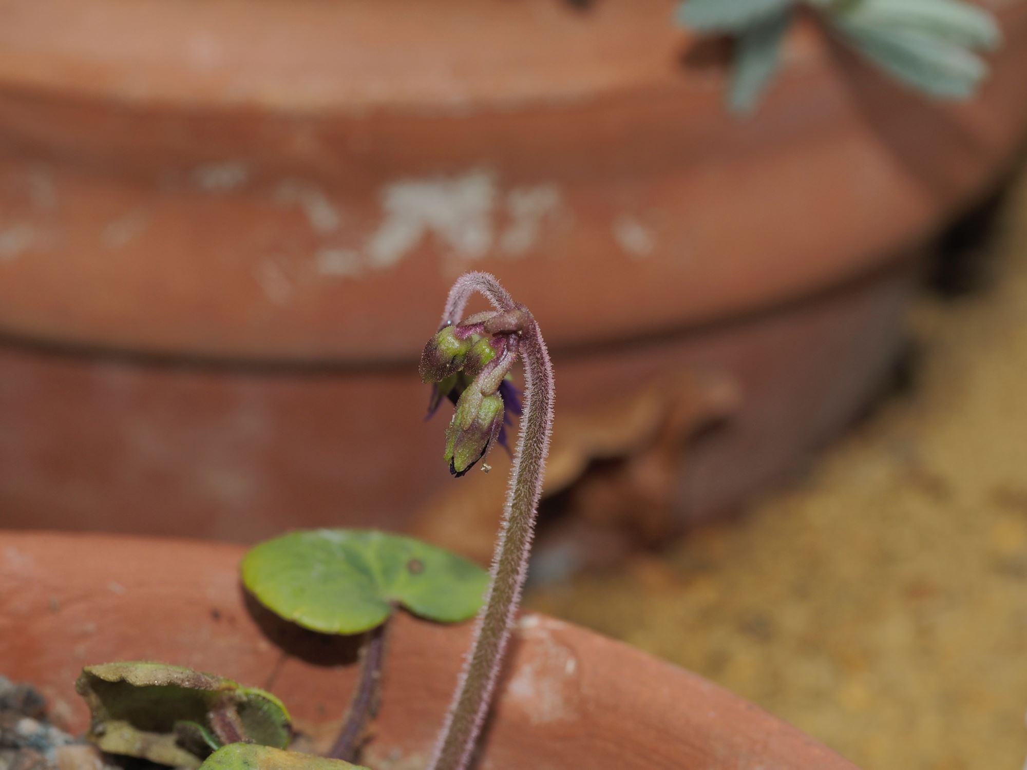 Image of Soldanella villosa
