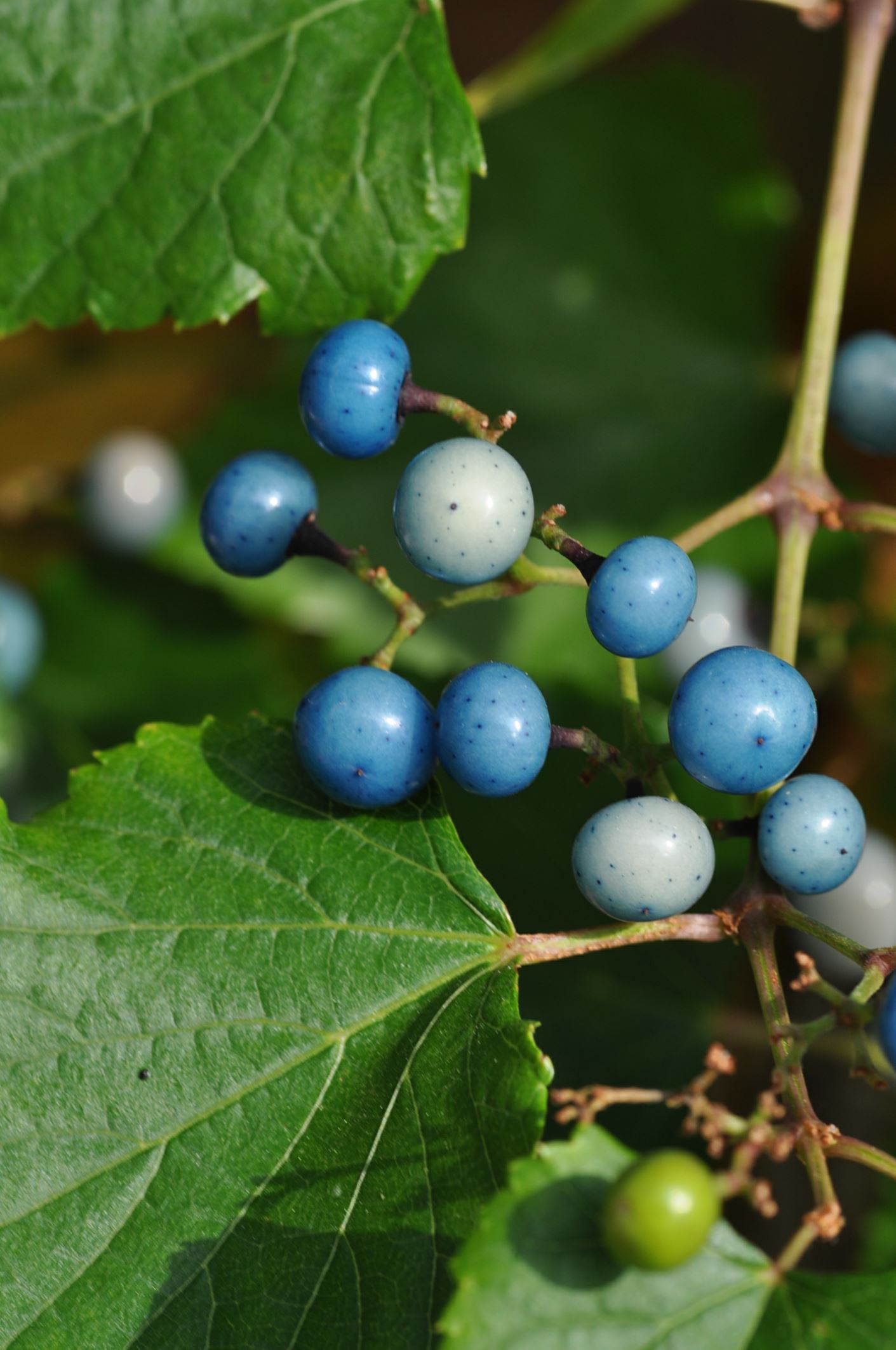 Image of Ampelopsis brevipedunculata