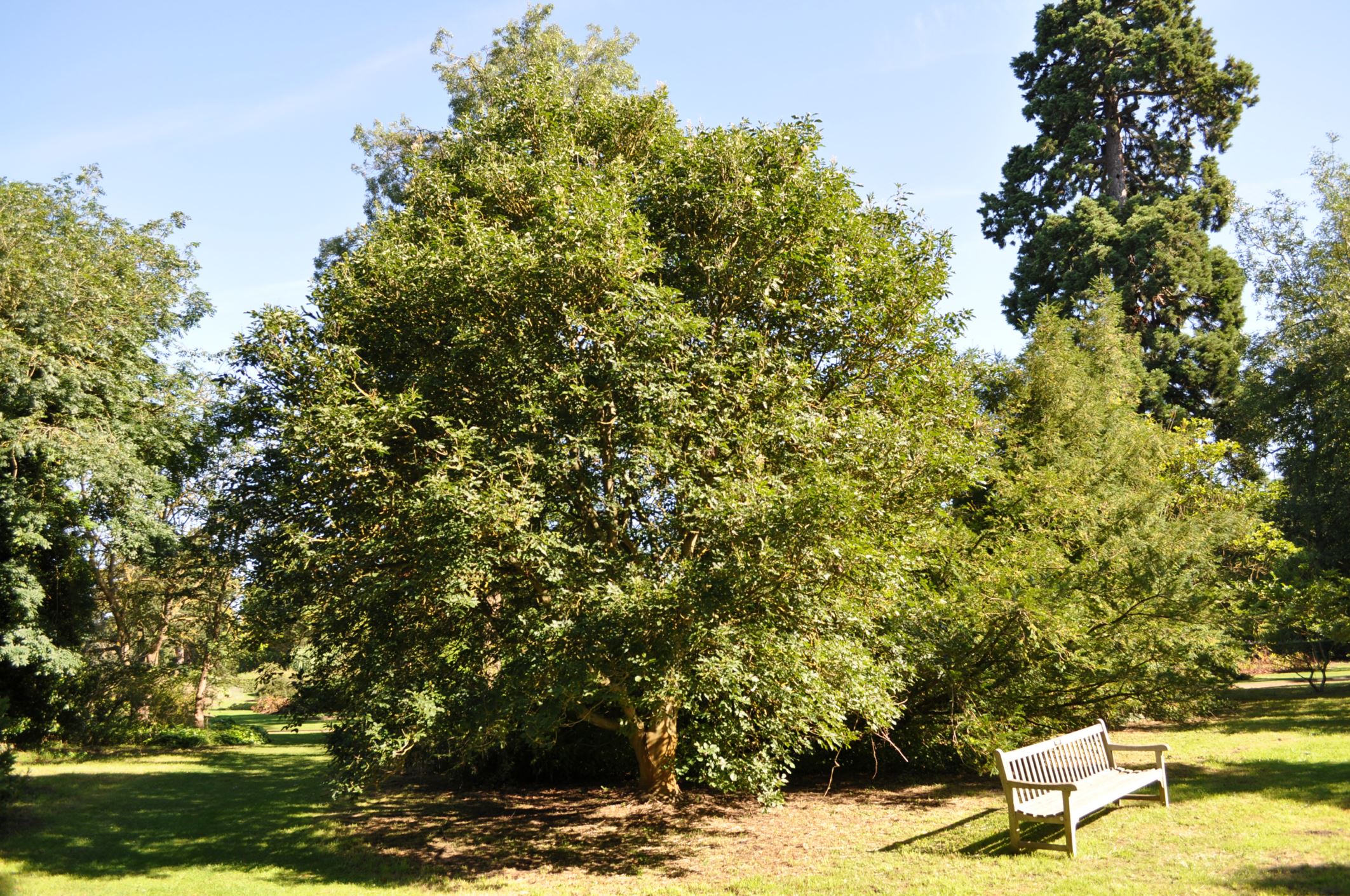 Image of Fraxinus ornus