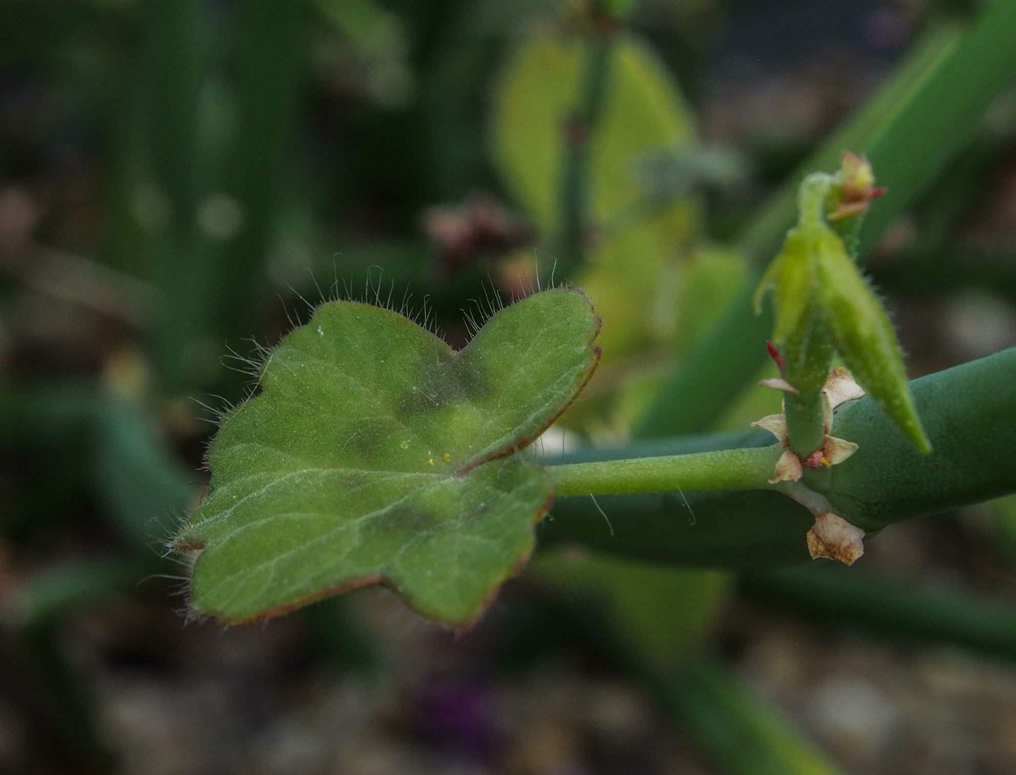 Image of Pelargonium tetragonum