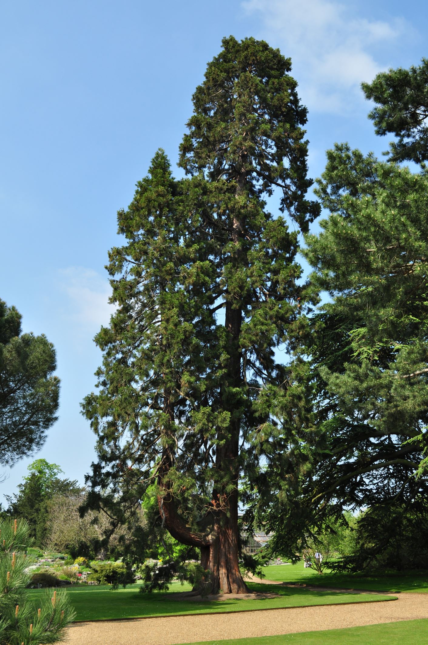 Image of Sequoiadendron giganteum