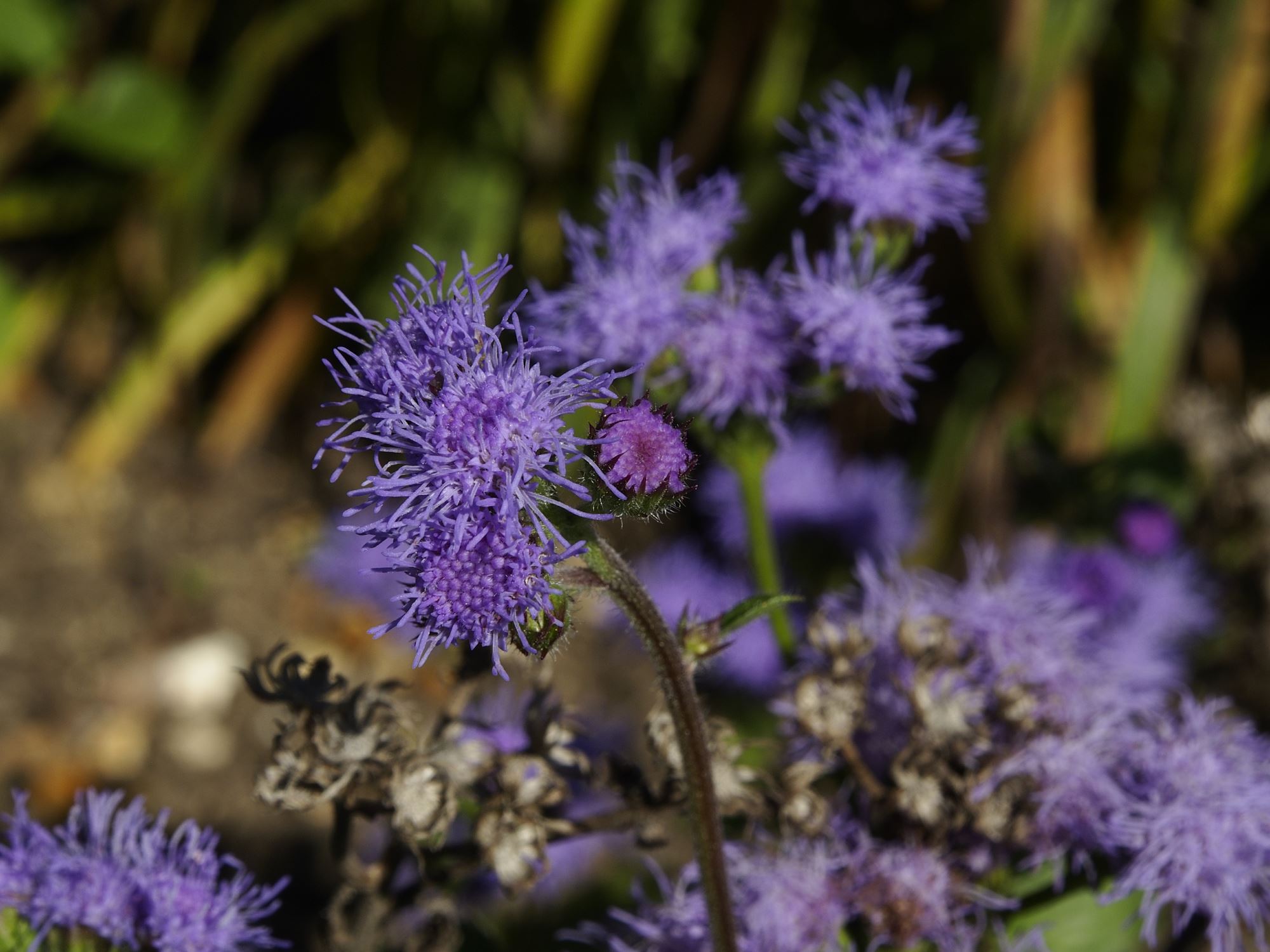 Image of Ageratum houstonianum 'Blue Bouquet'