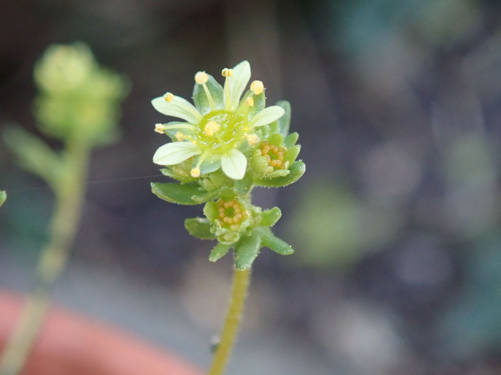 Image of Saxifraga exarata subsp. moschata