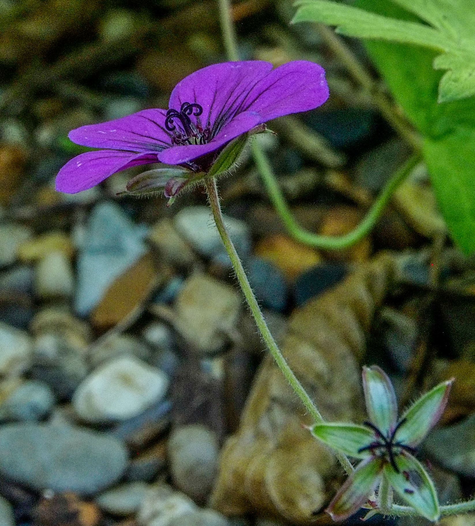 Image of Geranium procurrens Ã— G. psilostemon 'Ann Folkard'