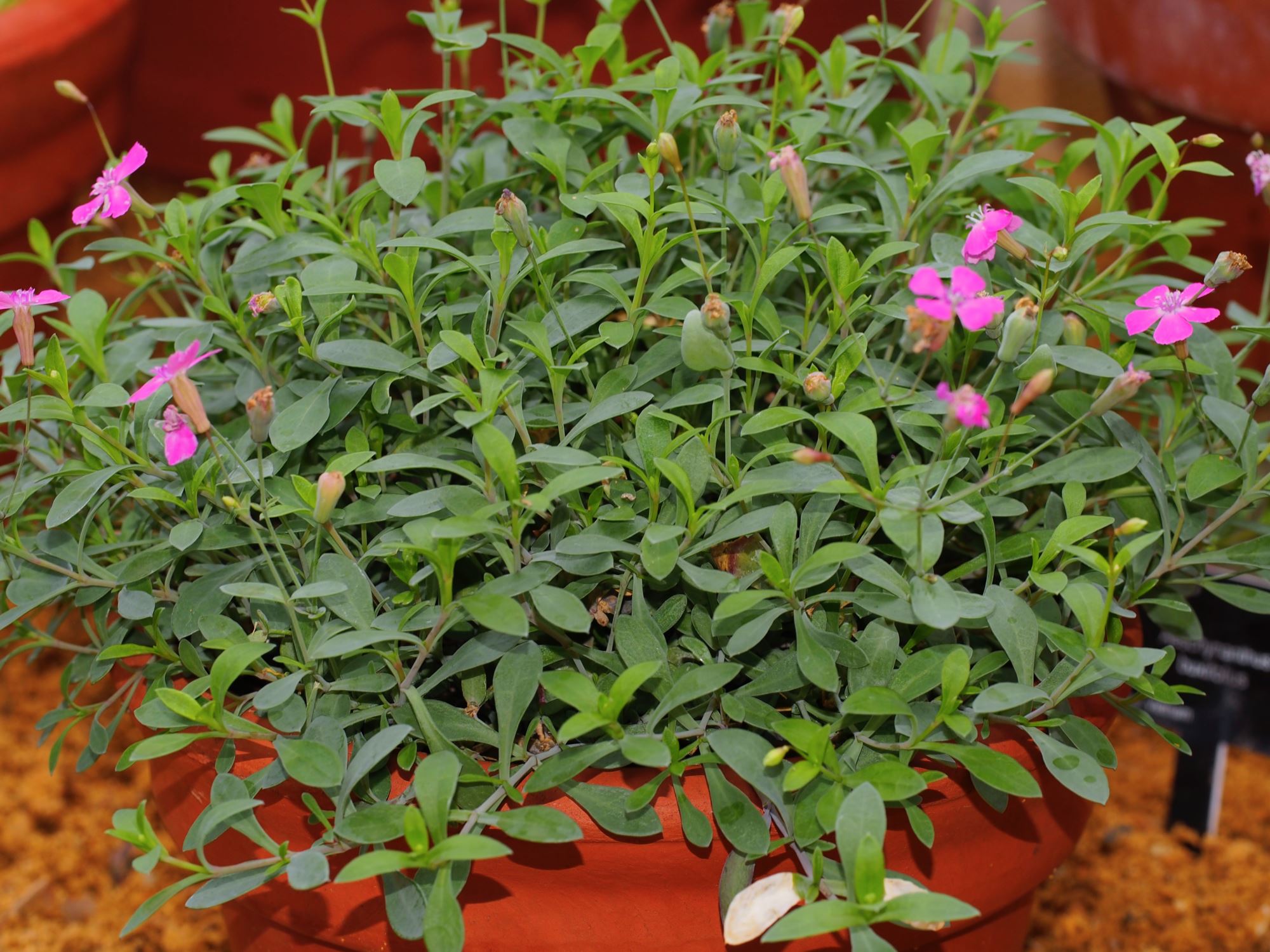 Image of Petrocoptis glaucifolia
