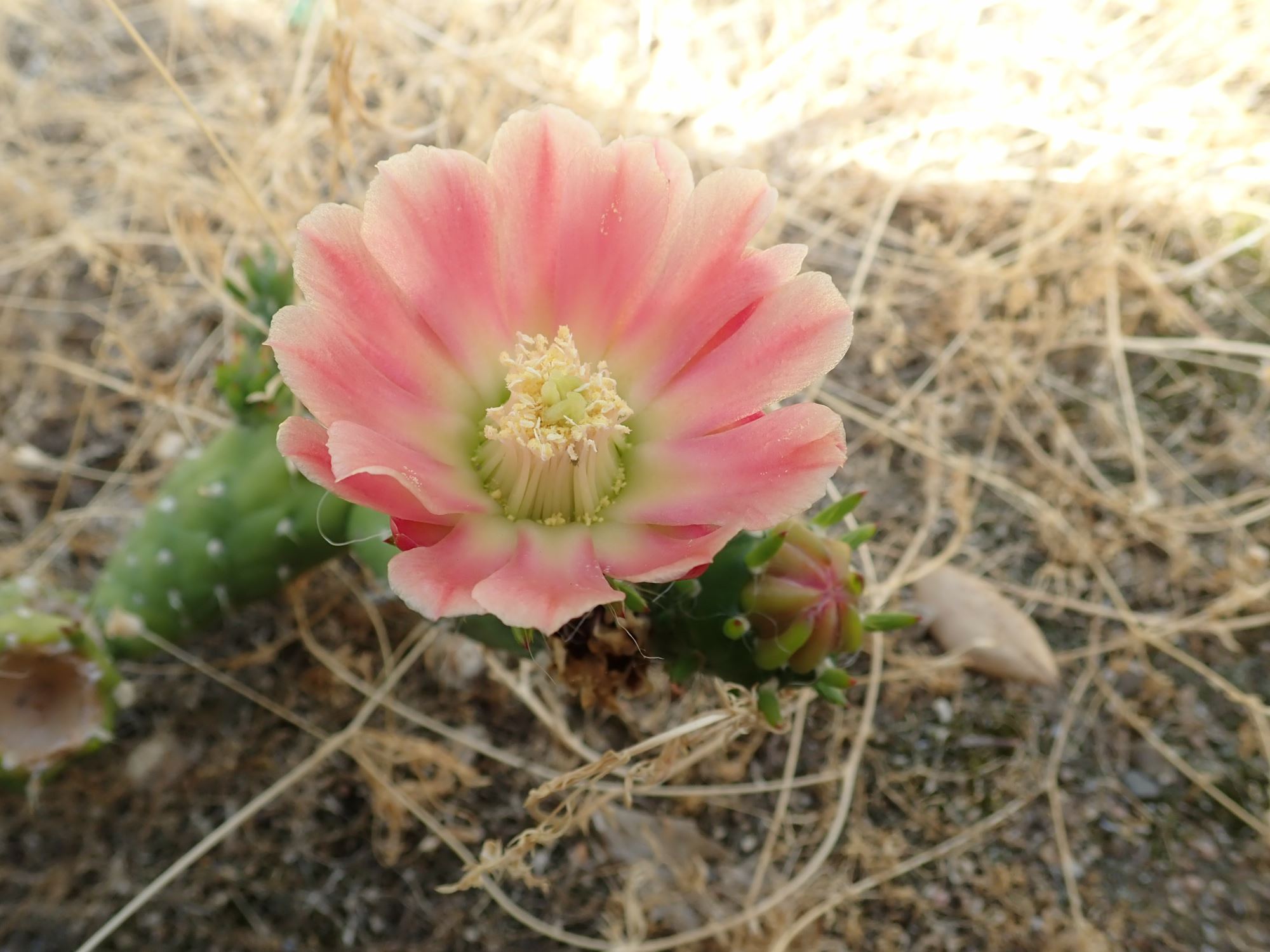 Image of Austrocylindropuntia subulata subsp. subulata