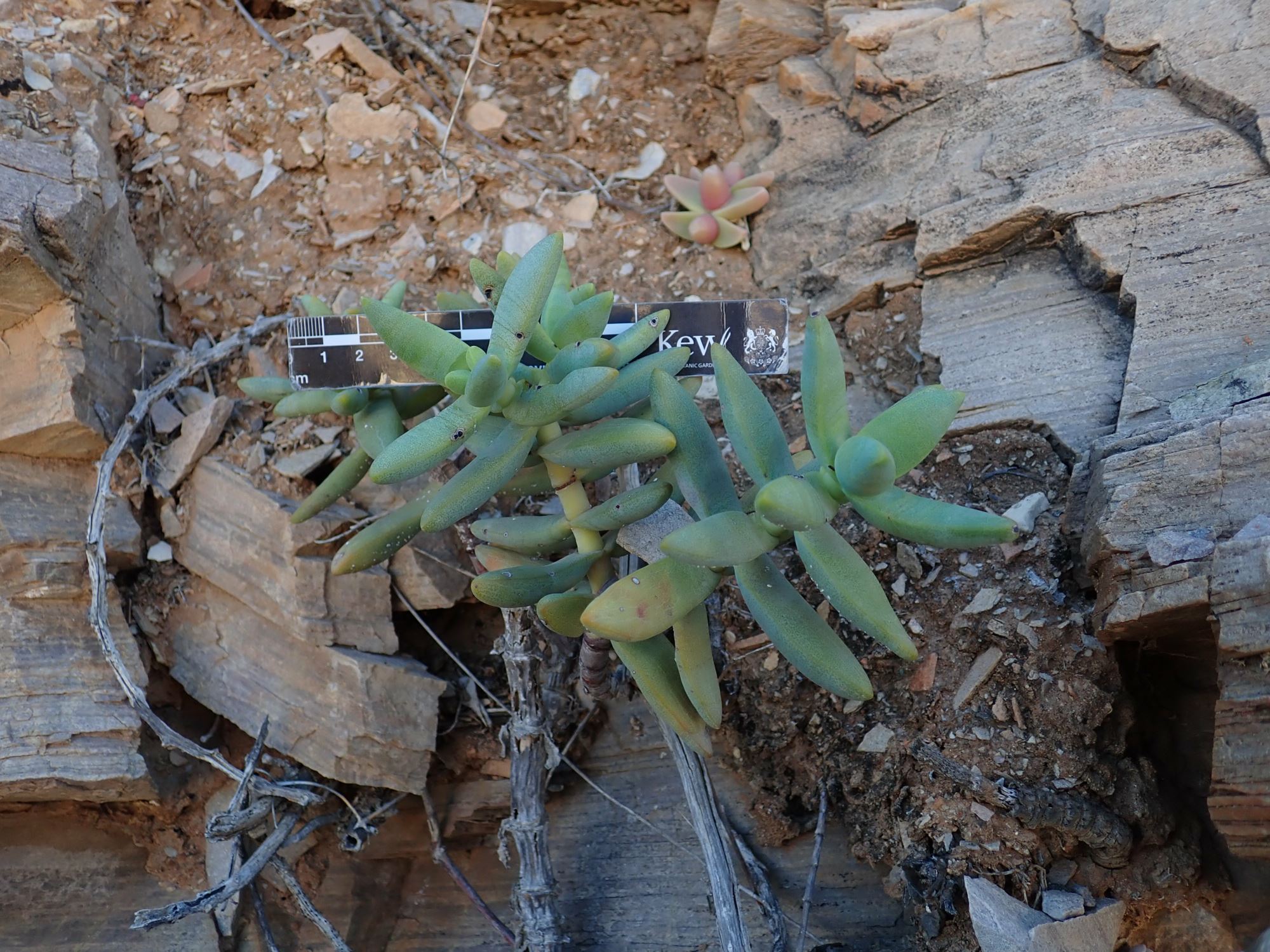 Image of Crassula brevifolia