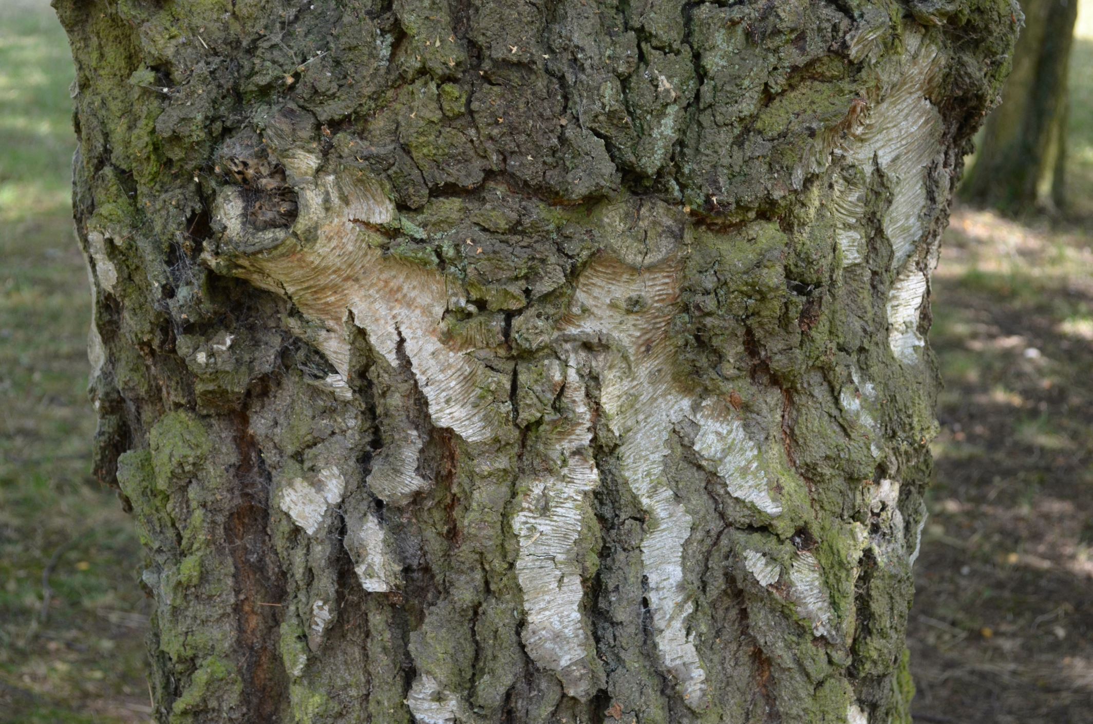 Image of Betula pendula subsp. pendula