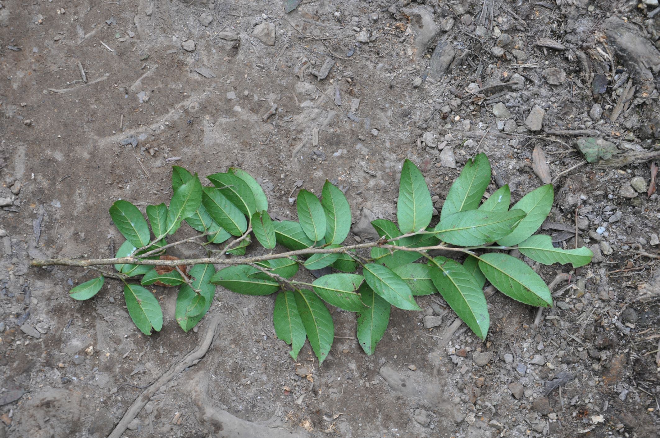 Image of Pyrenaria sp.