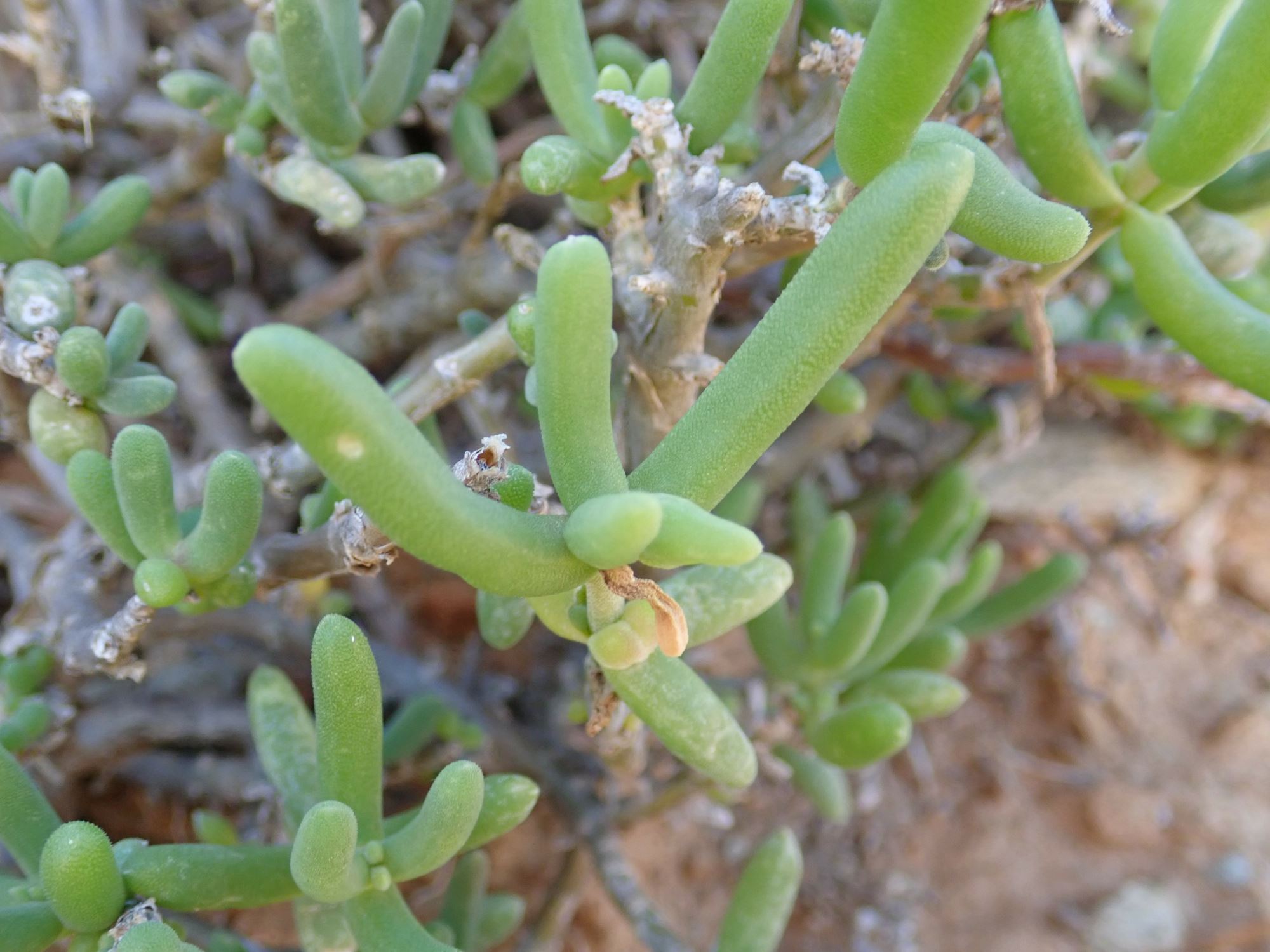 Image of Delosperma klinghardtianum