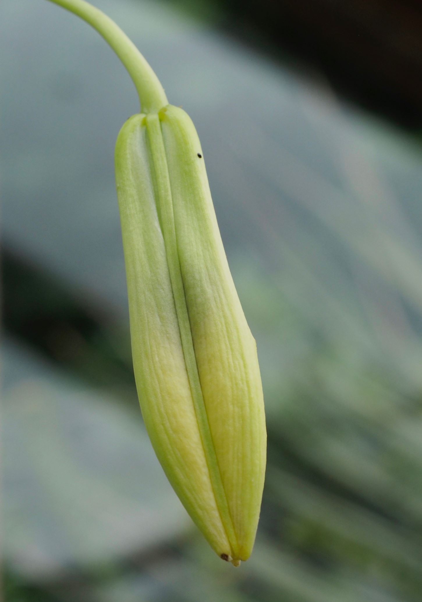 Image of Lilium sp.