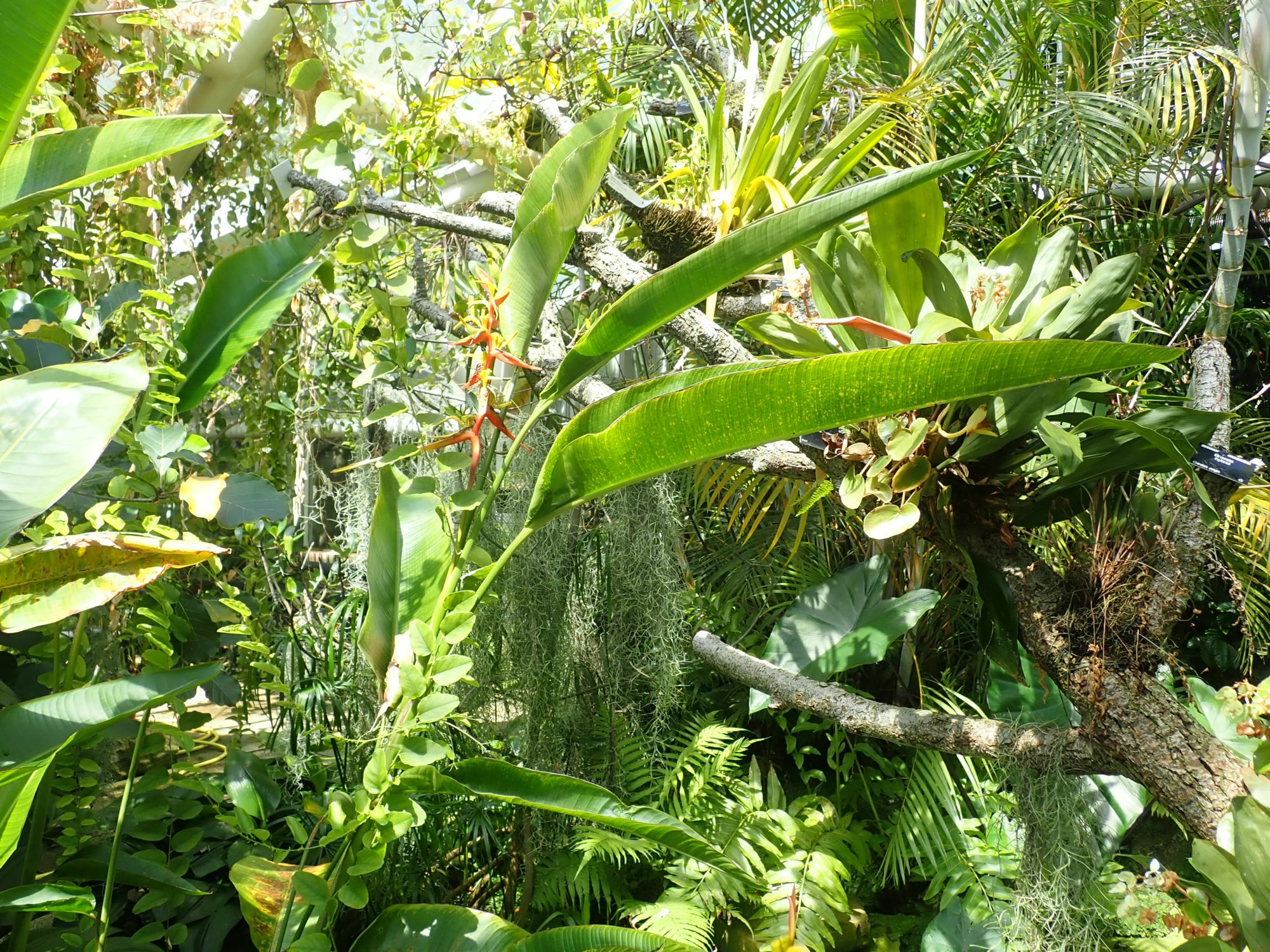 Image of Heliconia latispatha