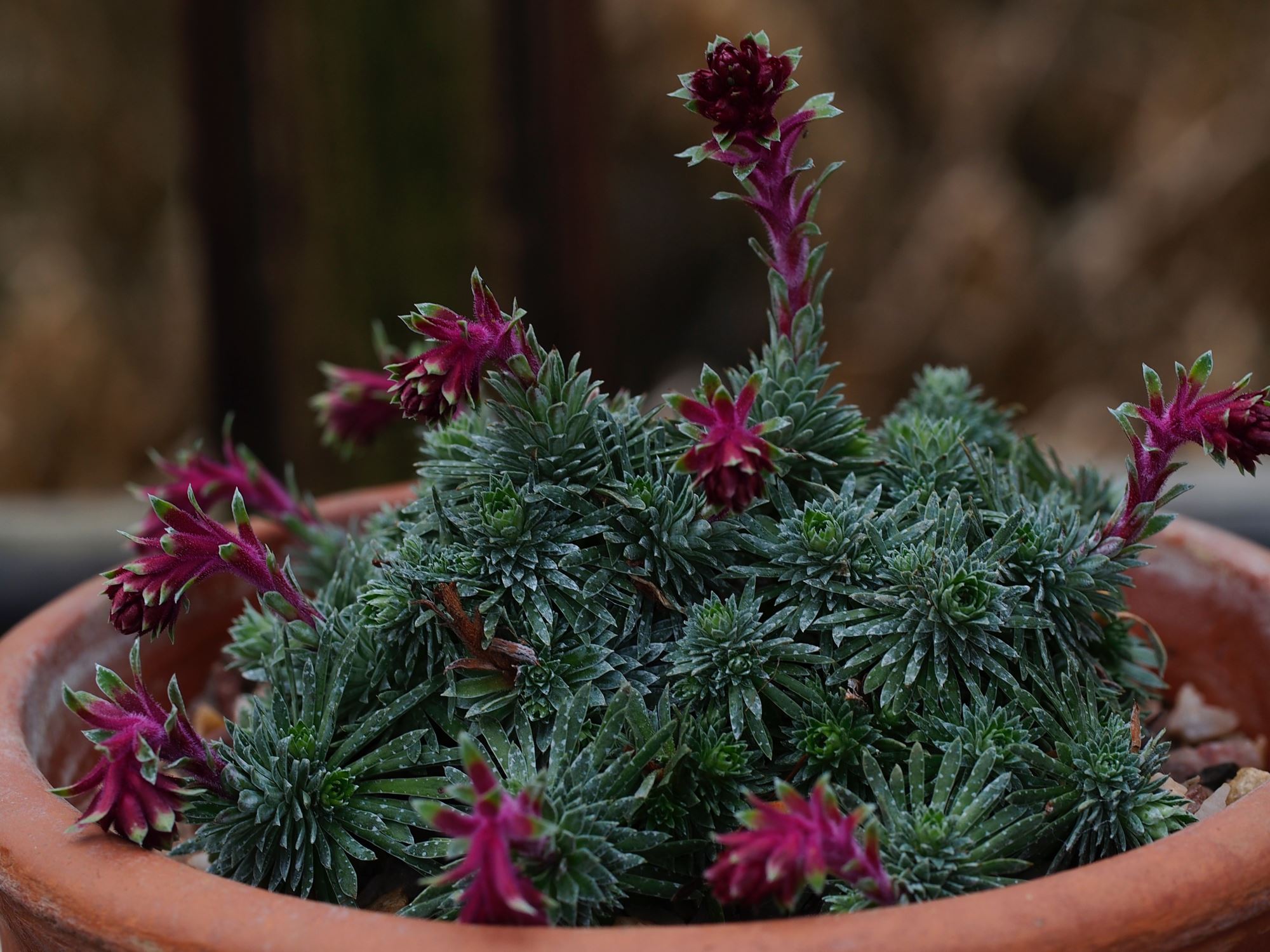 Image of Saxifraga sempervivum