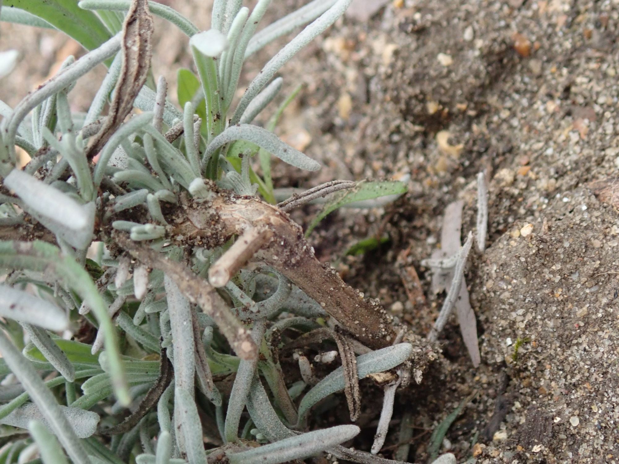 Image of Lavandula angustifolia subsp. angustifolia 'Folgate'