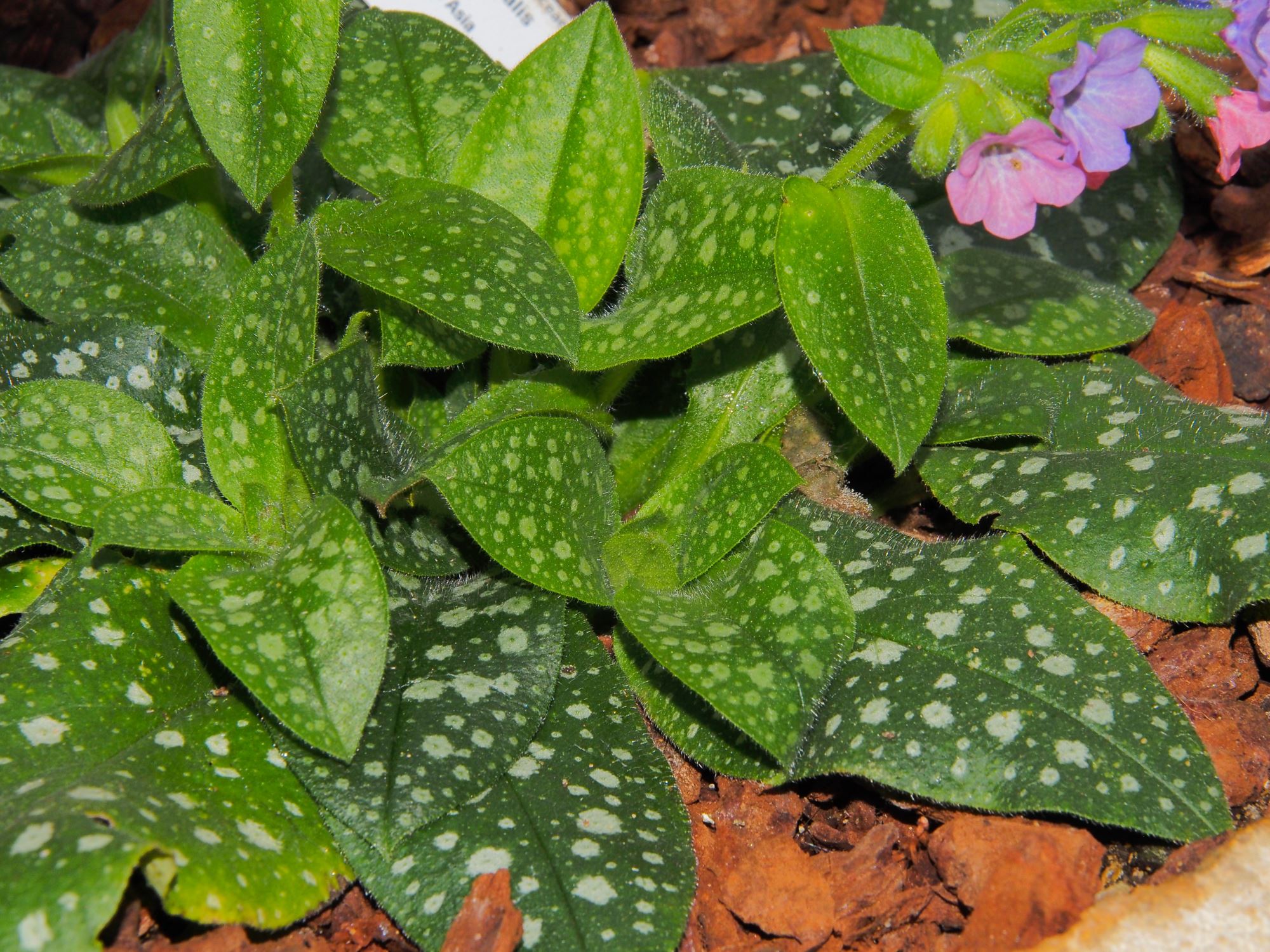 Image of Pulmonaria officinalis