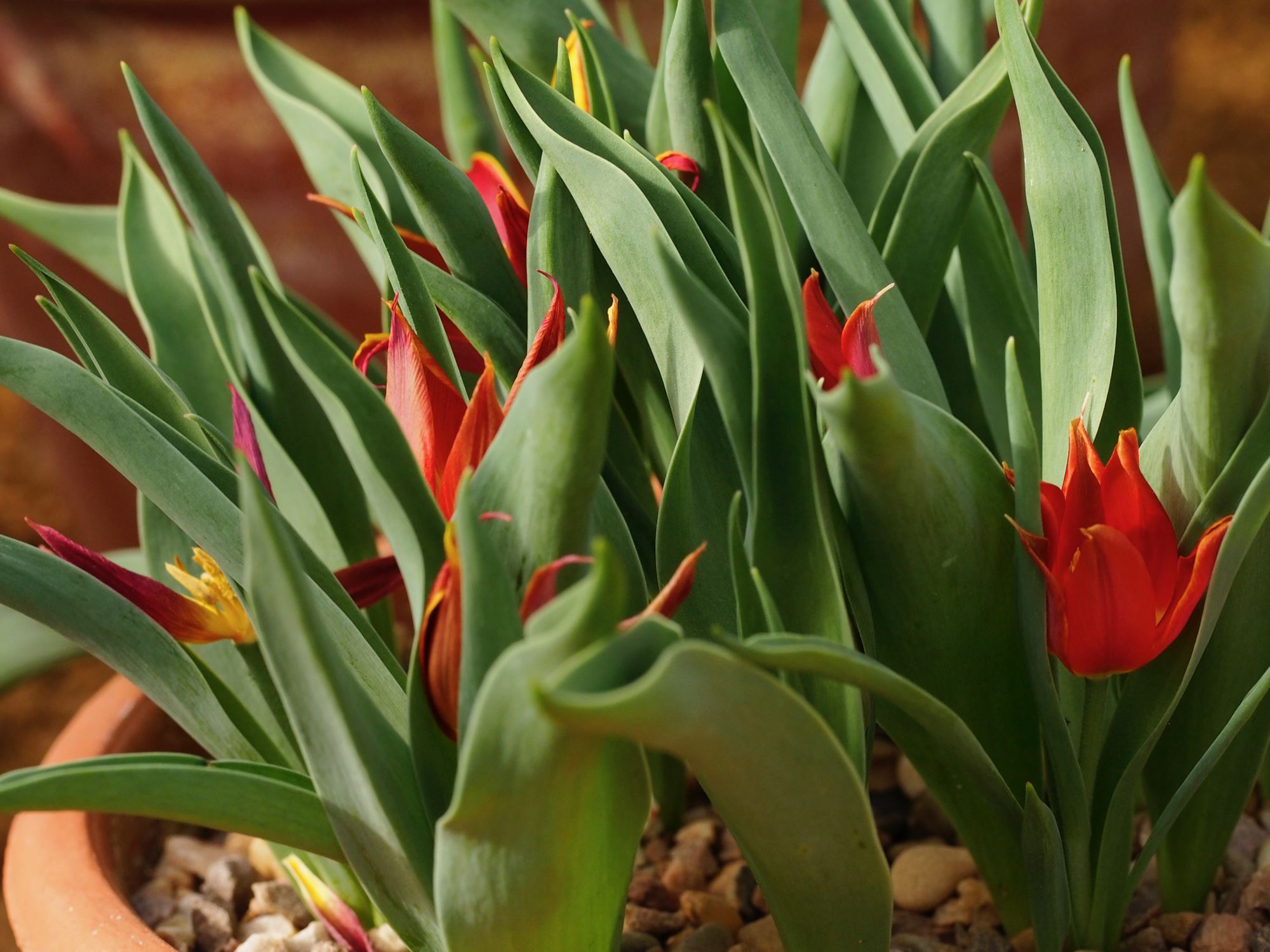Image of Tulipa suaveolens