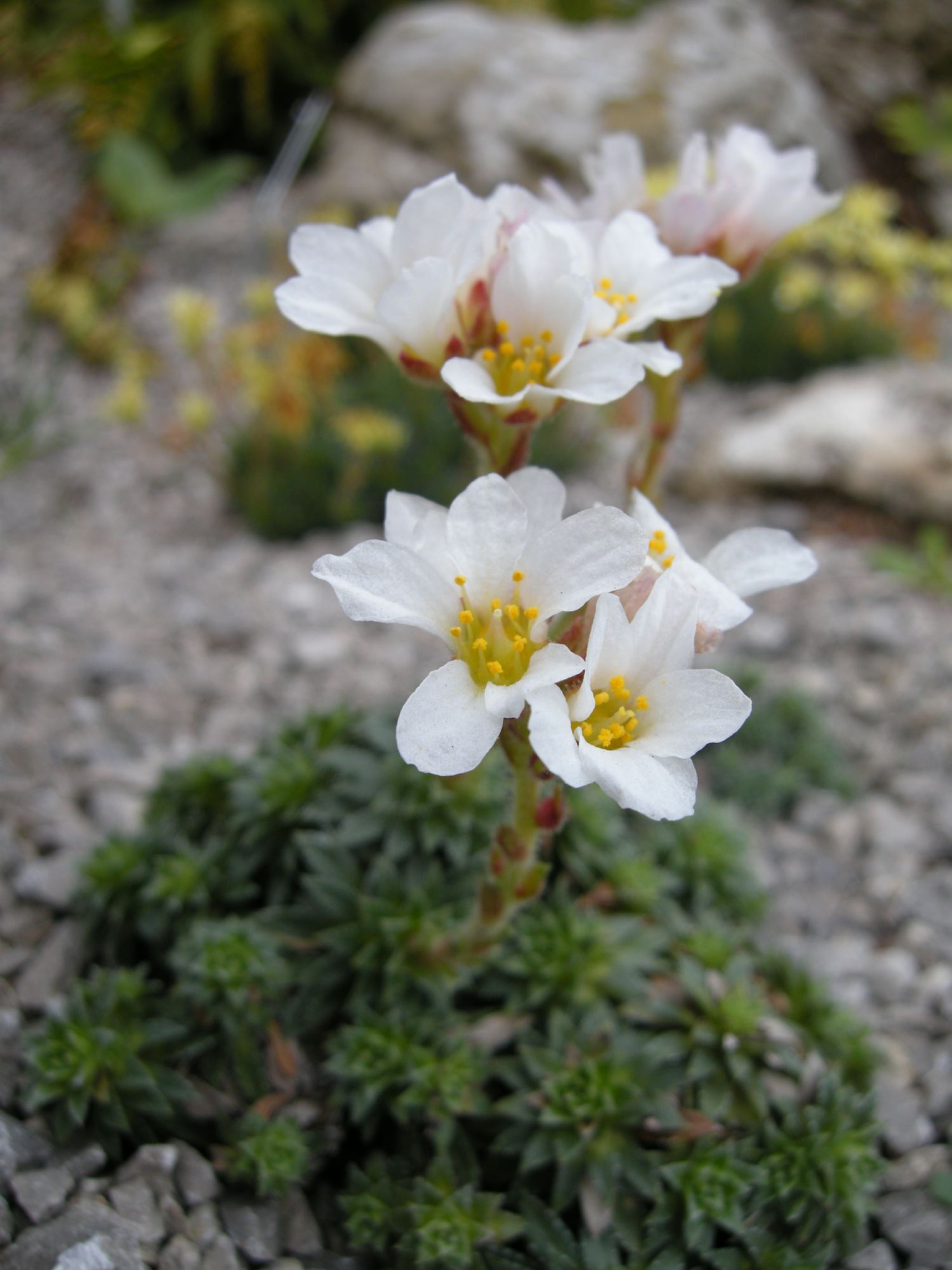 Image of Saxifraga Ã— salmonica 'Obristii'