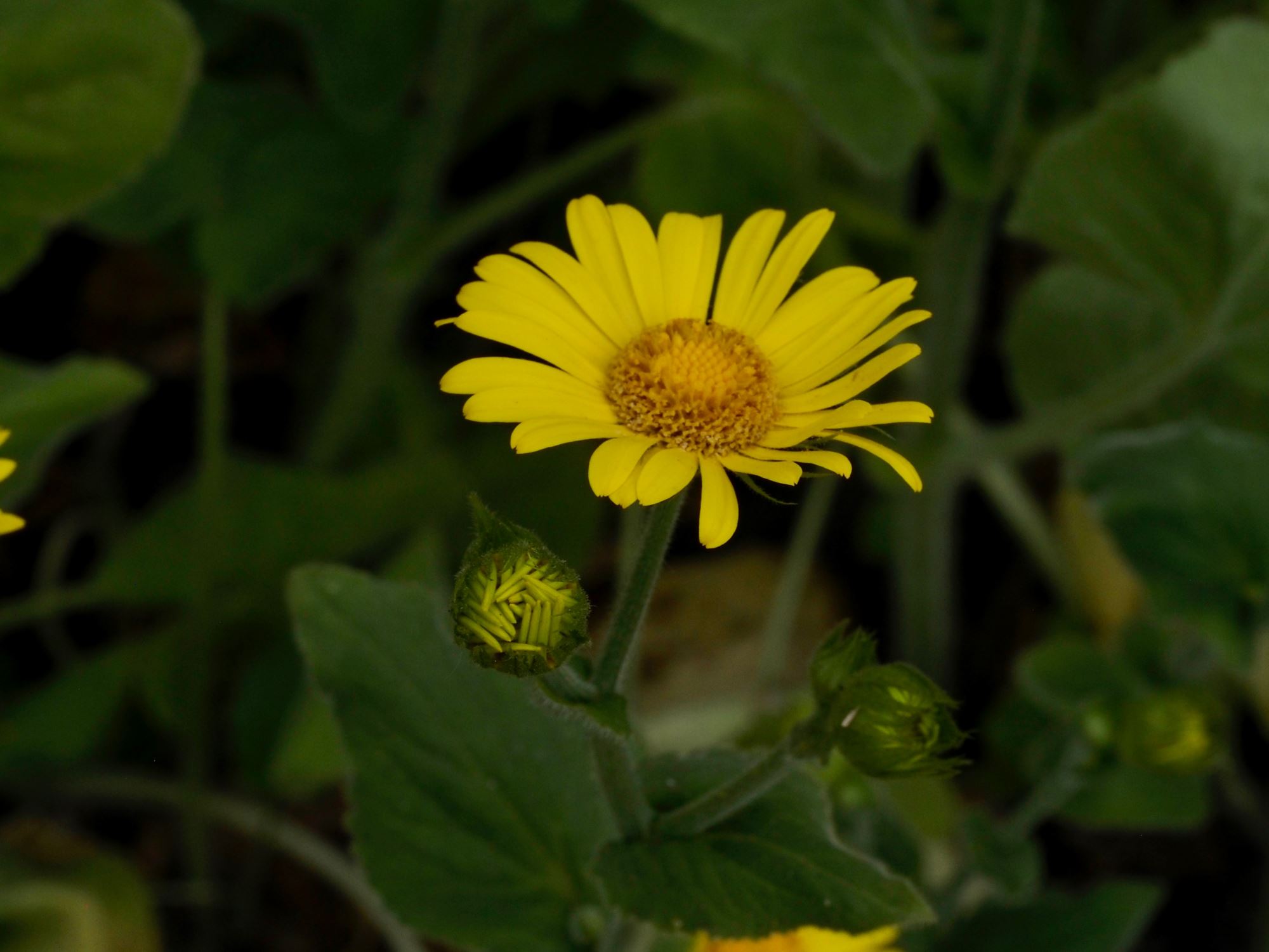 Image of Doronicum pardalianches