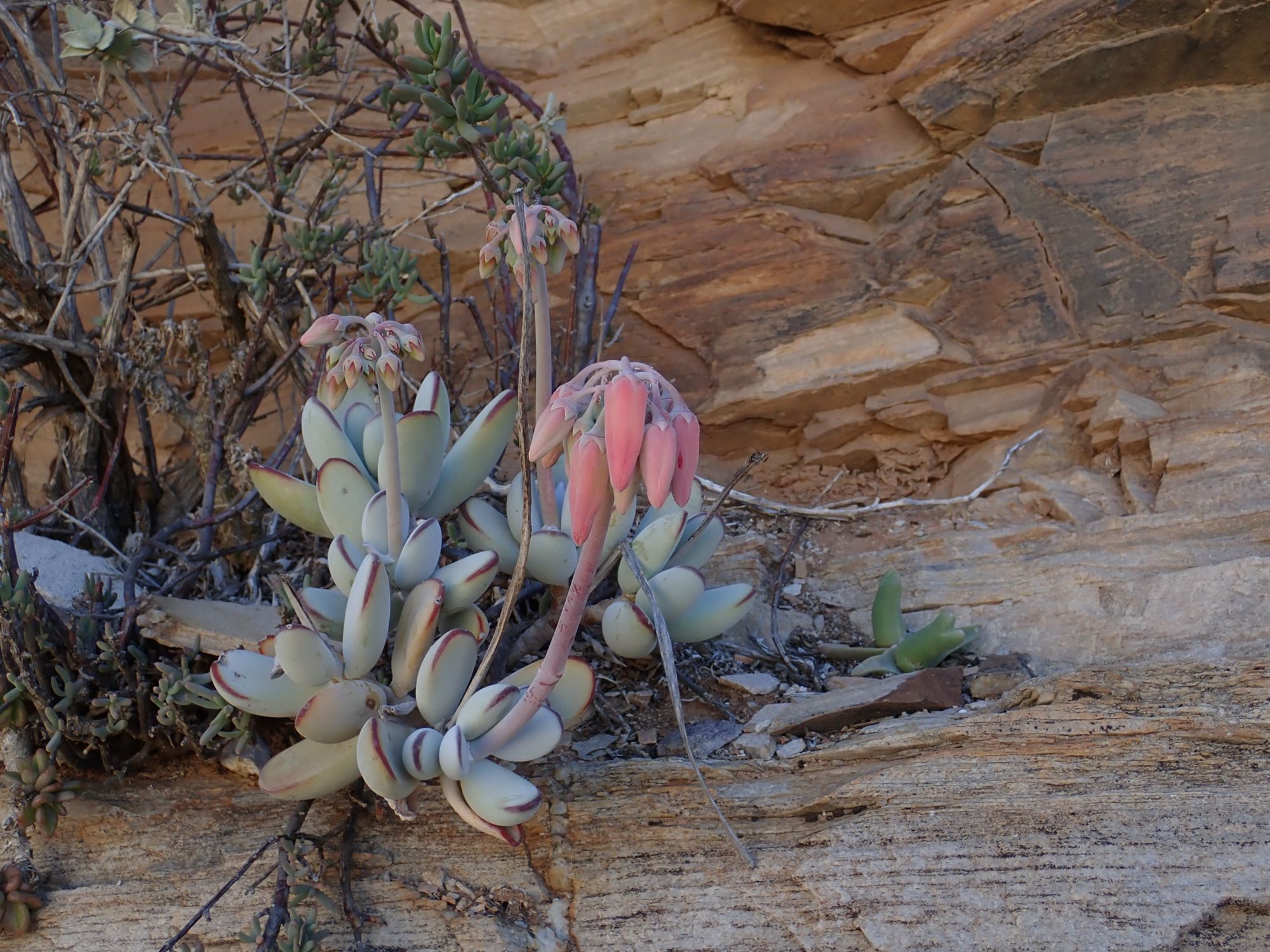 Image of Cotyledon orbiculata