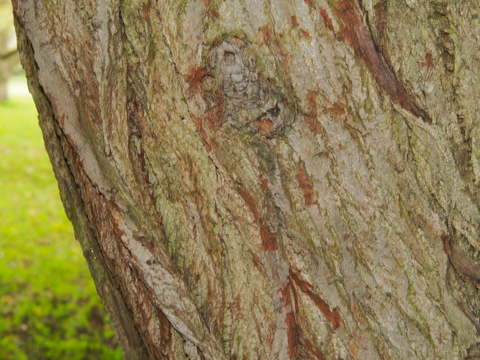 Image of Pterocarya fraxinifolia