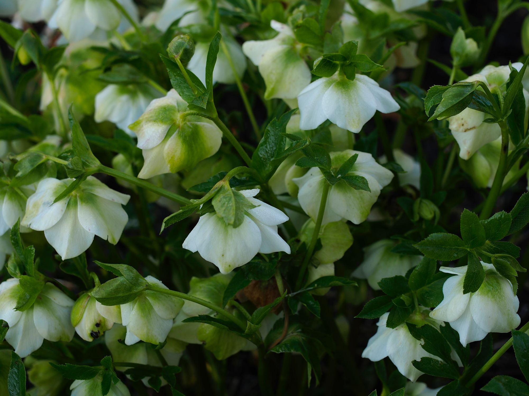 Image of Helleborus Ã— hybridus 'White Lady Spotted'