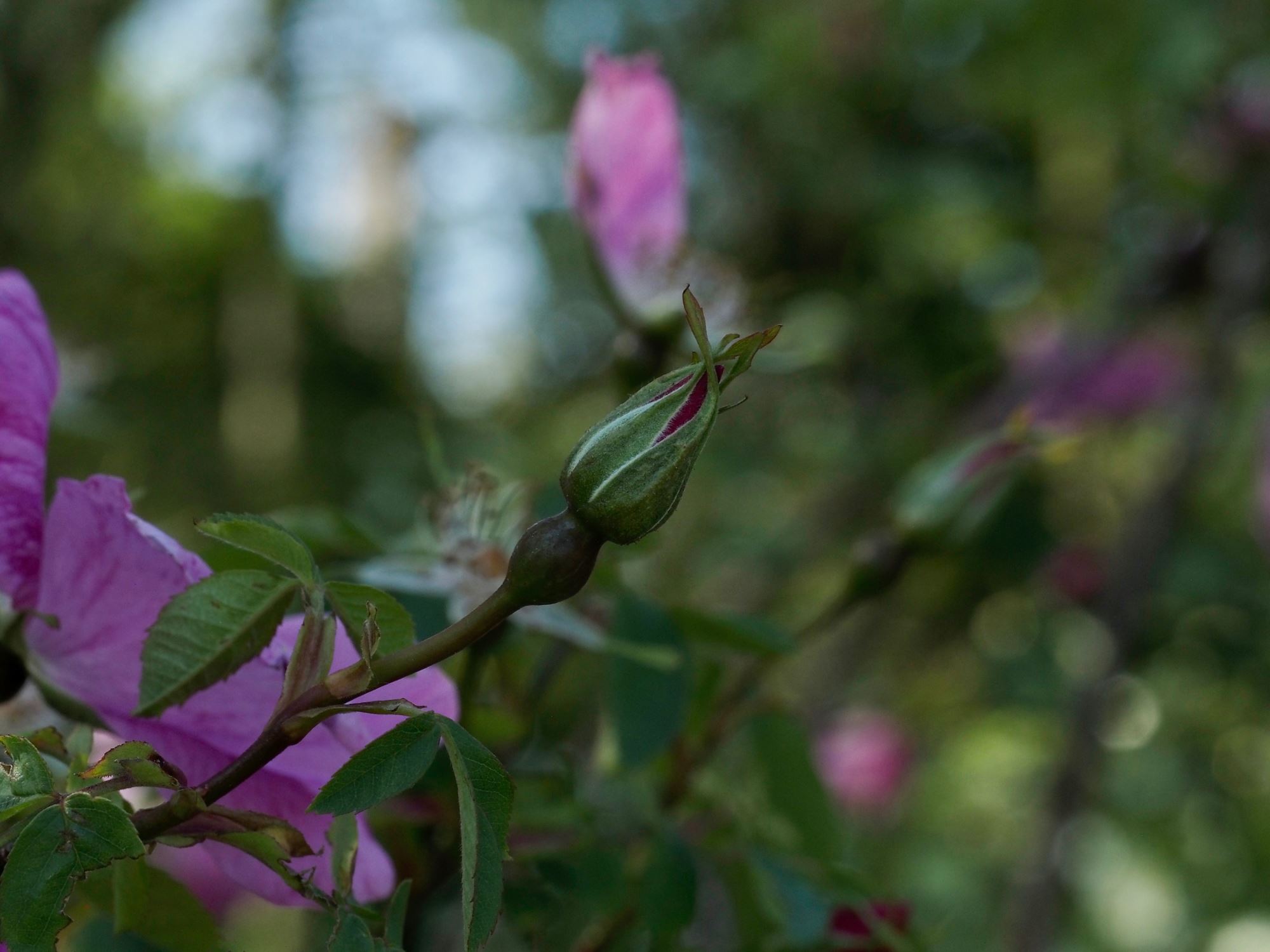 Image of Rosa 'Cantab'