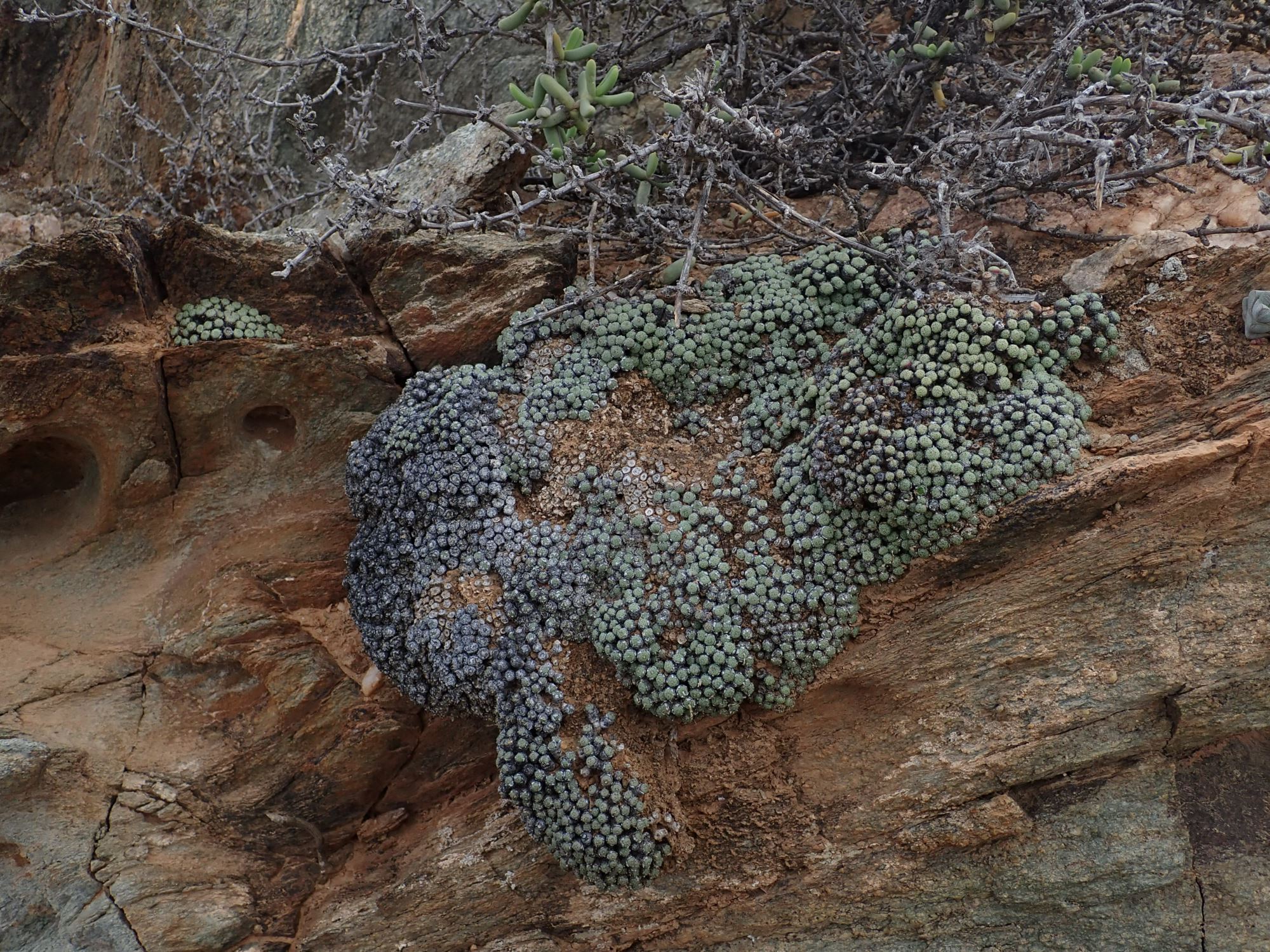 Image of Conophytum sp.
