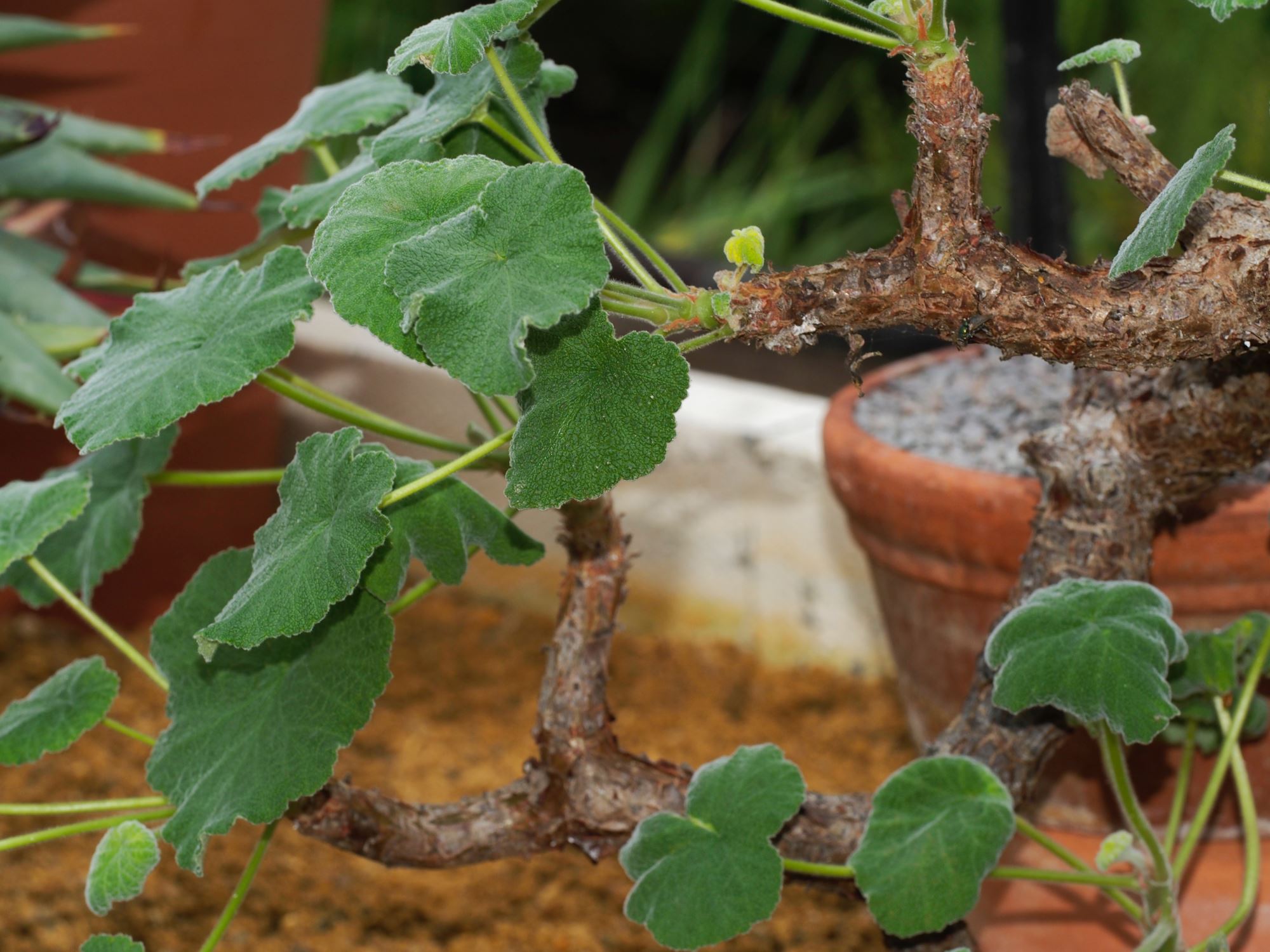 Image of Pelargonium cotyledonis 'Ventnor'