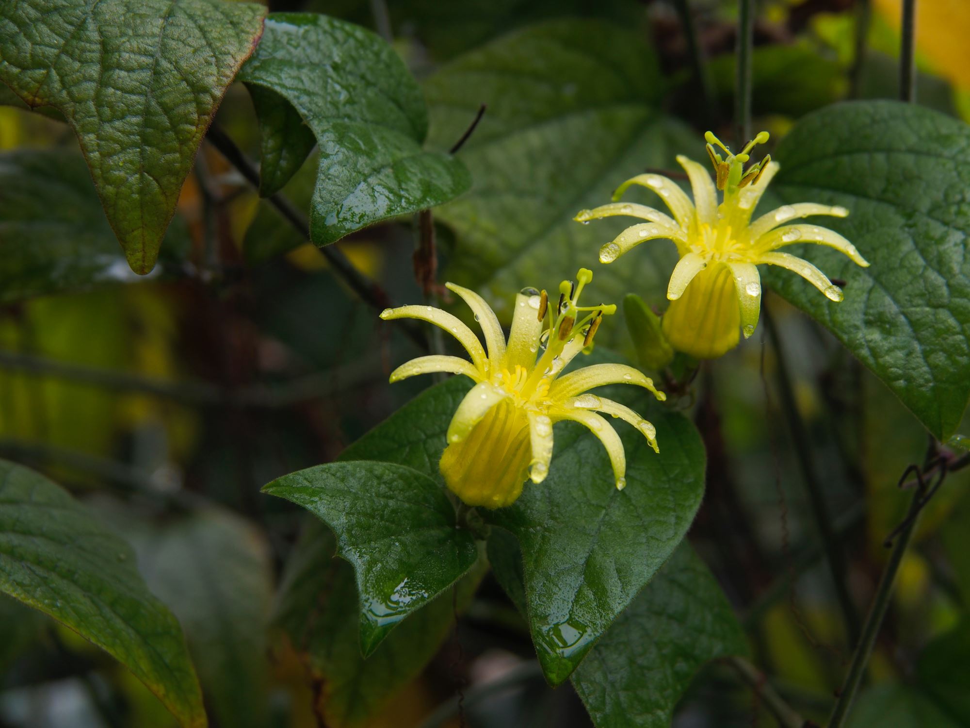 Image of Passiflora citrina