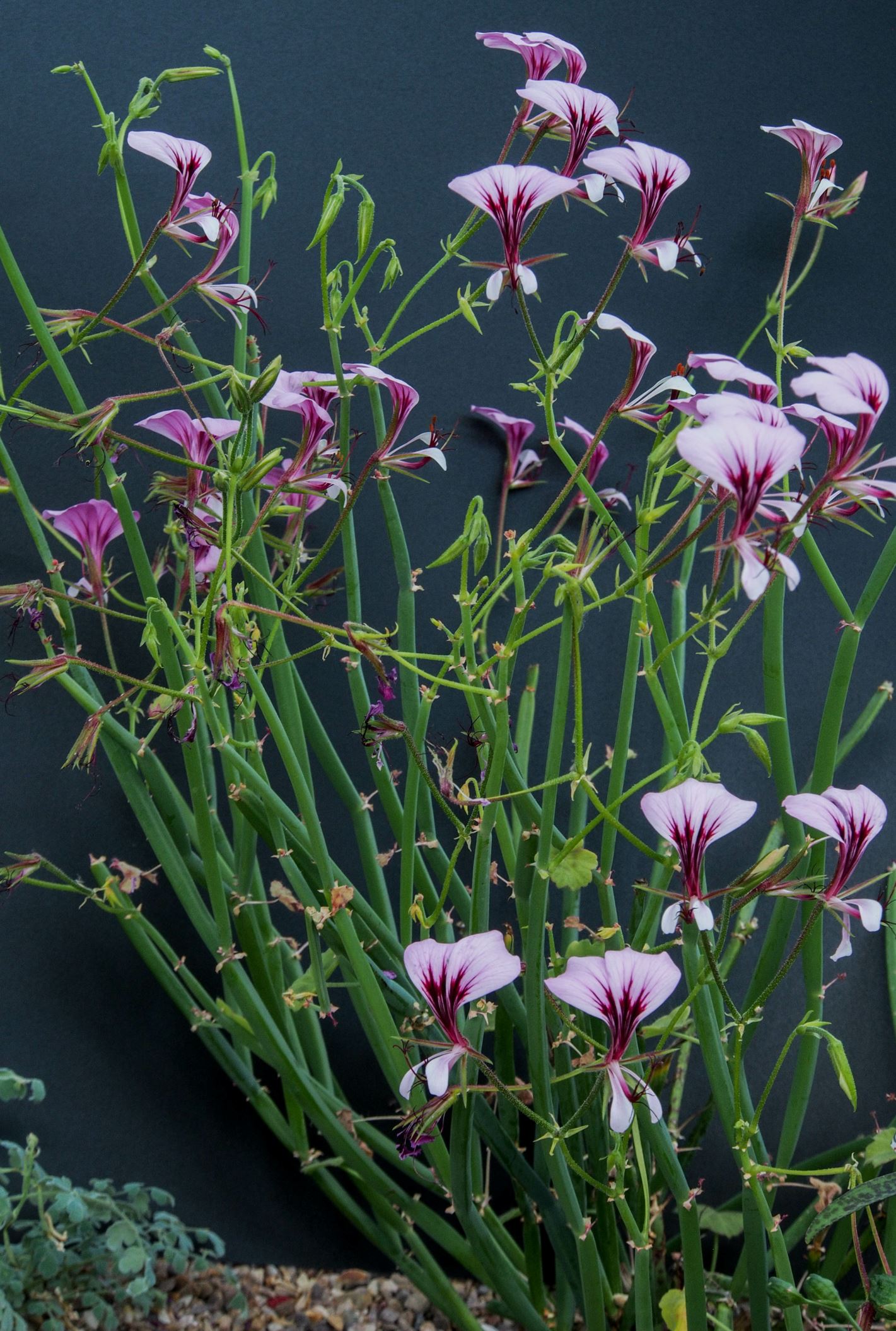 Image of Pelargonium tetragonum