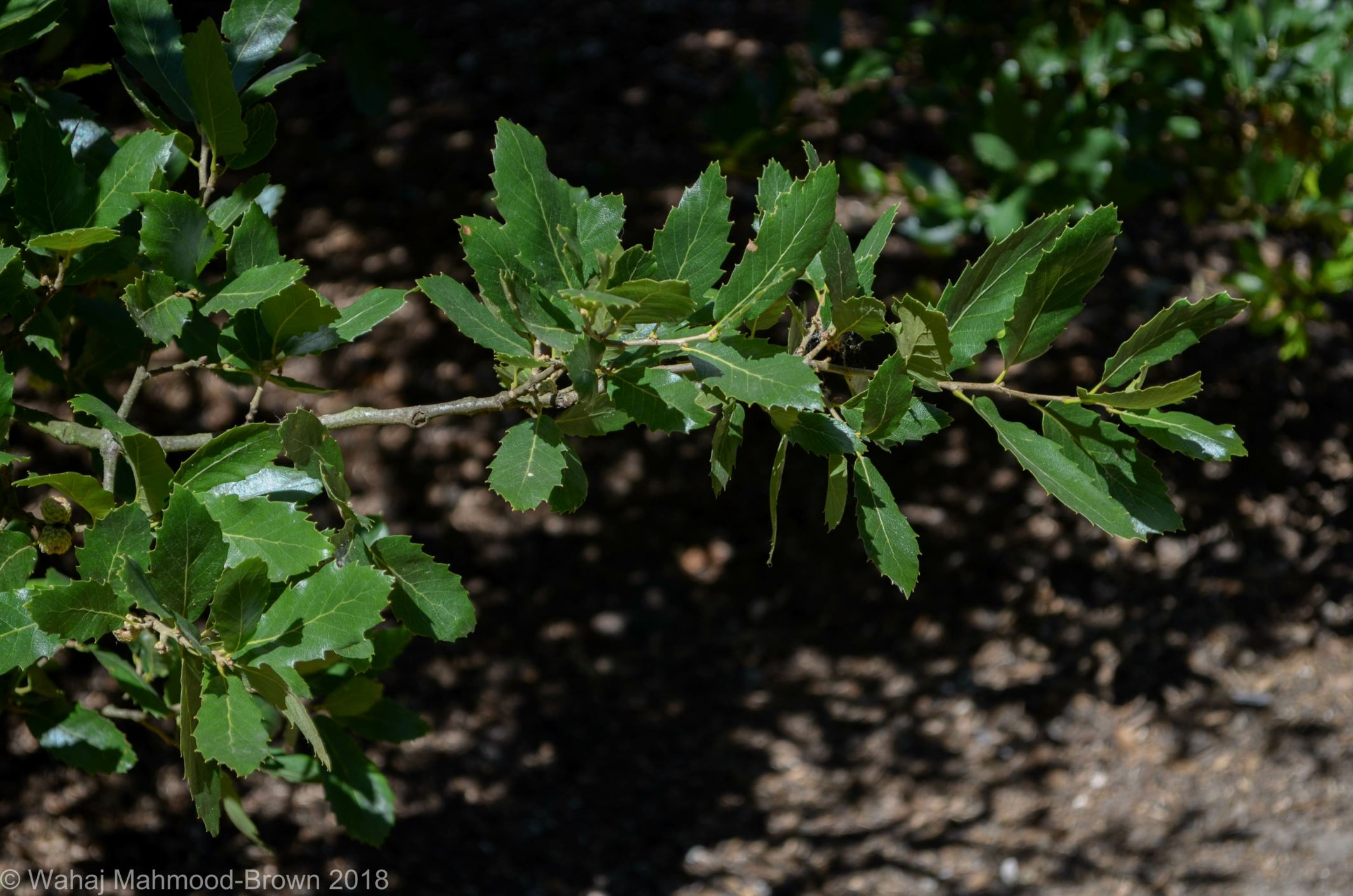 Image of Quercus trojana