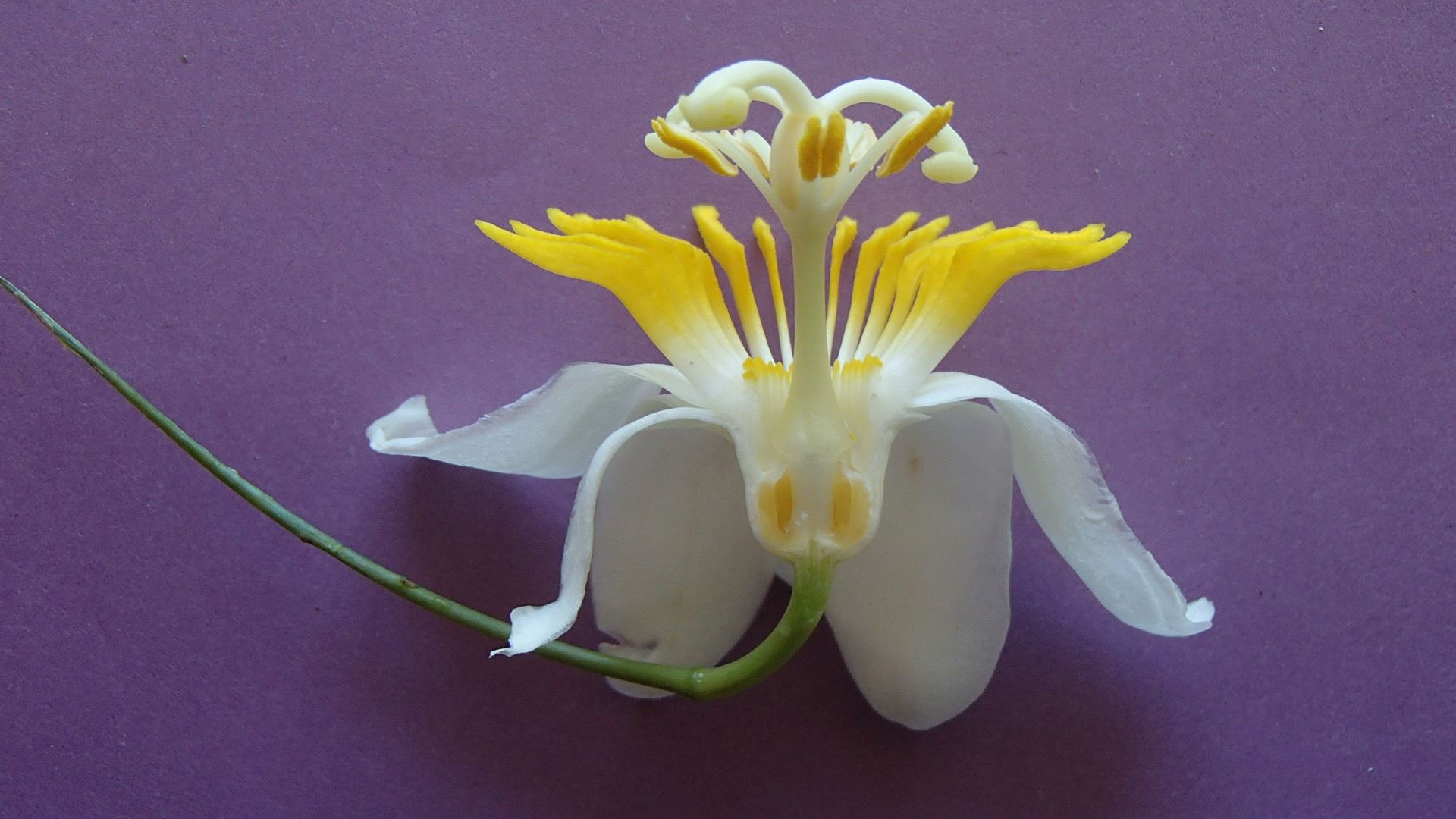 Image of Passiflora emarginata